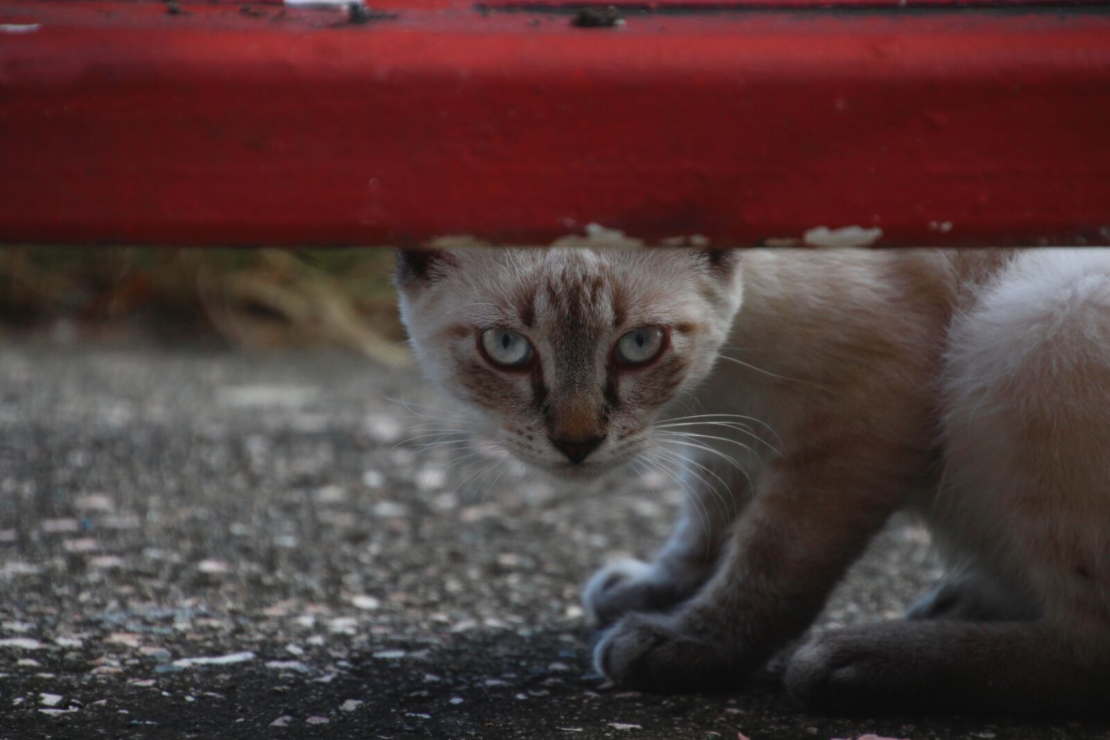 Canon EOS 700D (EOS Rebel T5i / EOS Kiss X7i) sample photo. White, cat, hiding photography