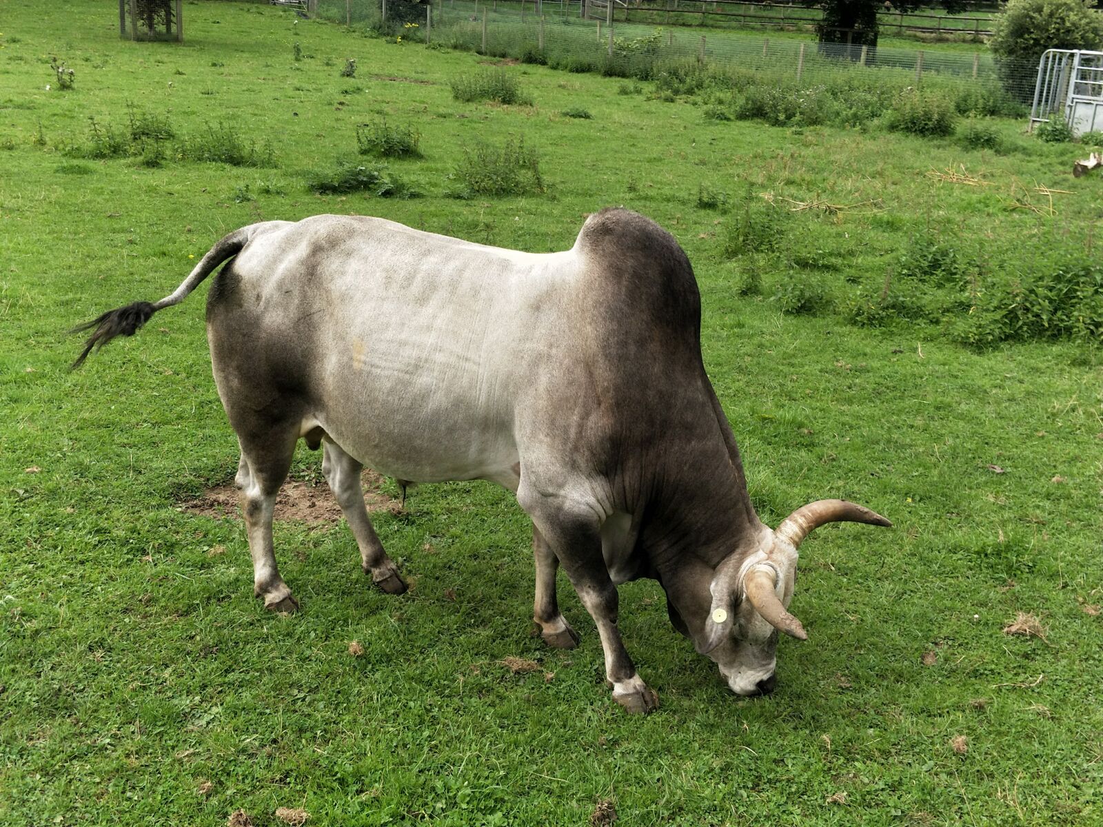 OnePlus 5 sample photo. Bull, park, animals photography