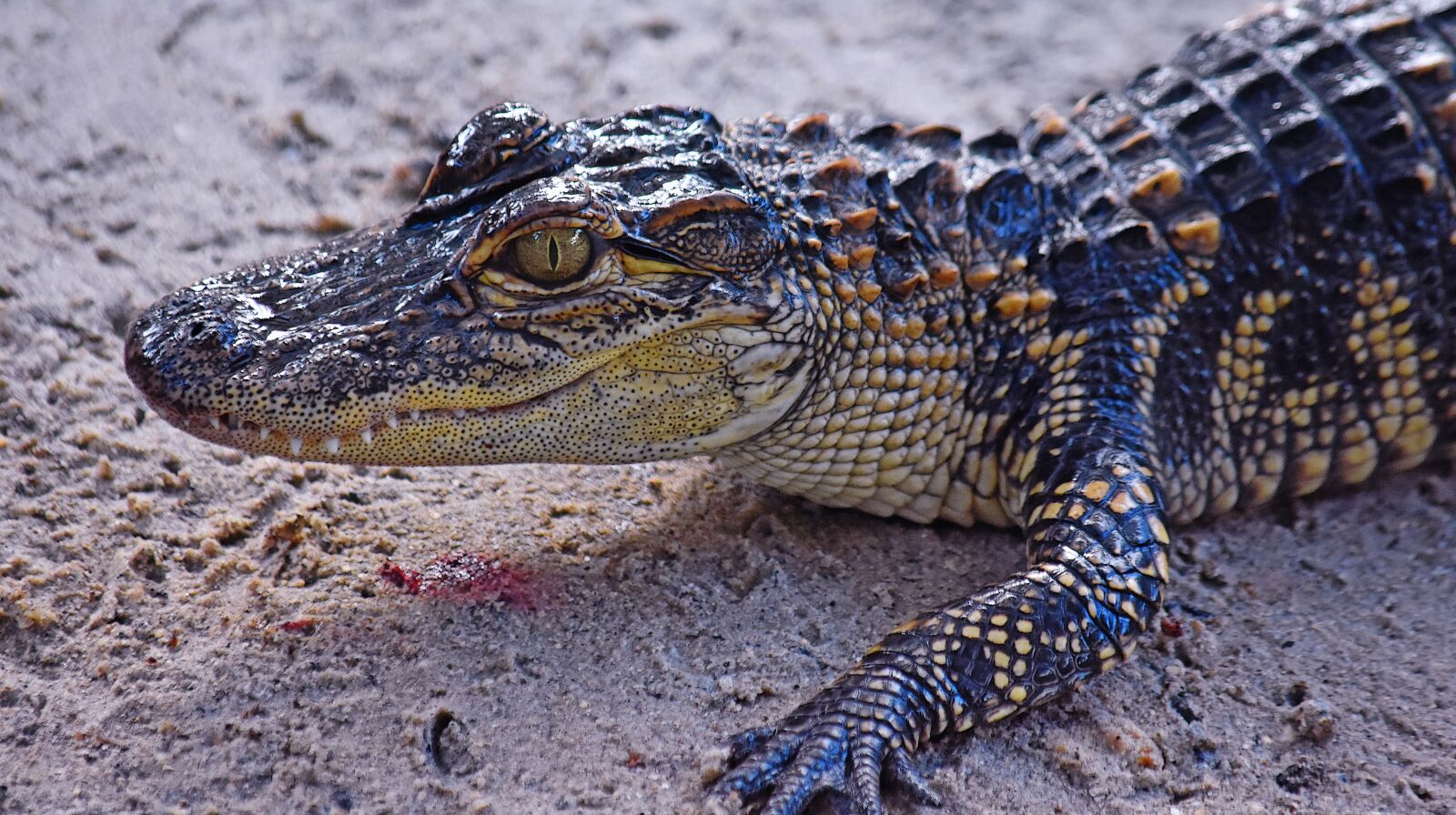 Nikon D7200 sample photo. Alligator, baby, young photography