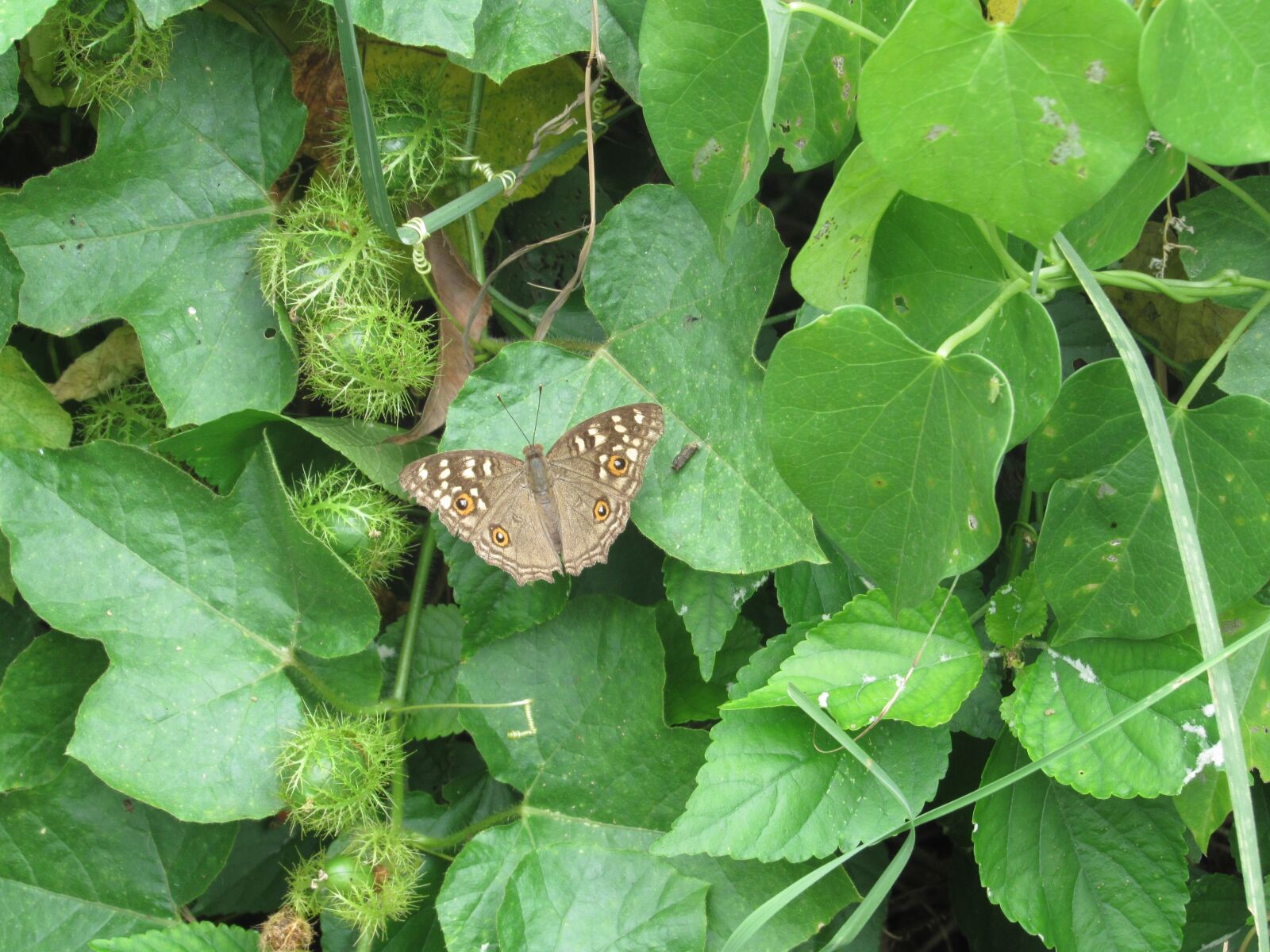 Canon PowerShot SX520 HS sample photo. Butterfly, green leaves, grey photography
