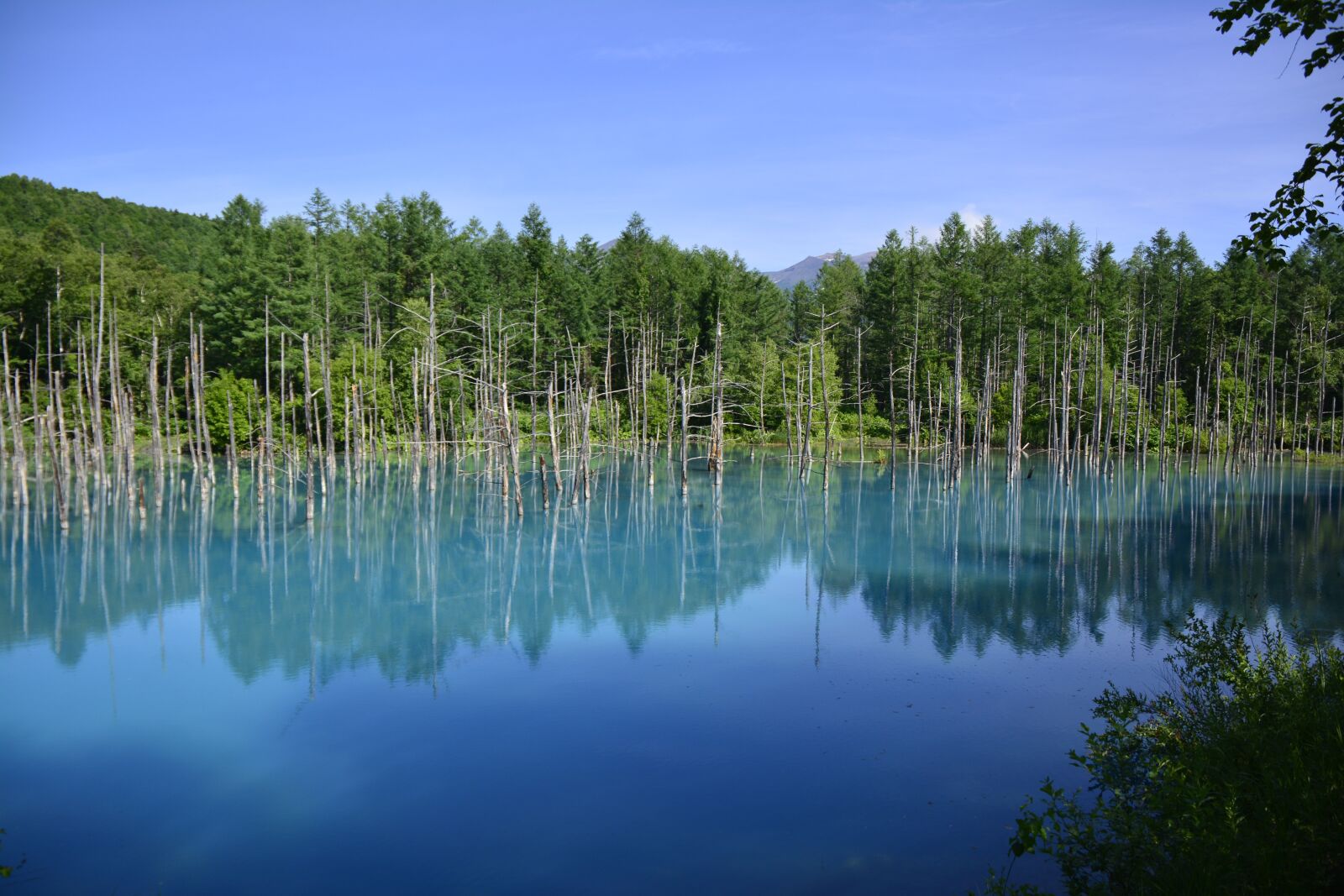 Nikon D5200 sample photo. Japan, water, tree photography