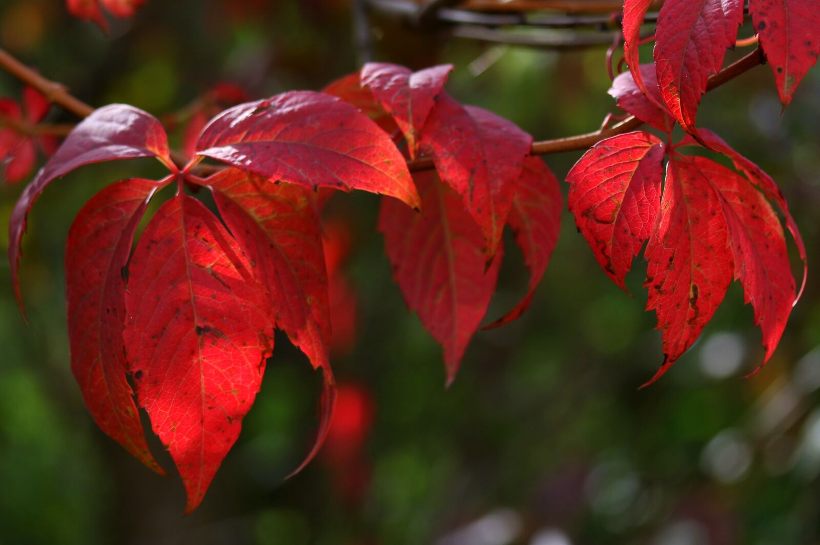 Canon EF-S 60mm F2.8 Macro USM sample photo. Leaves, red, autumn photography