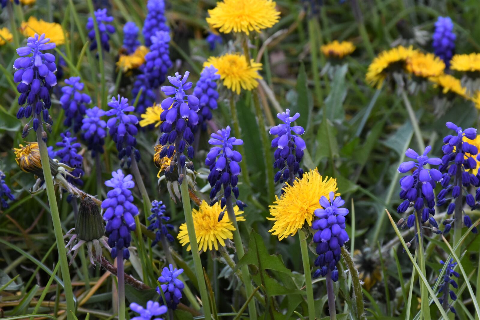 Nikon D7200 sample photo. Muscari, dandelion, blossom photography