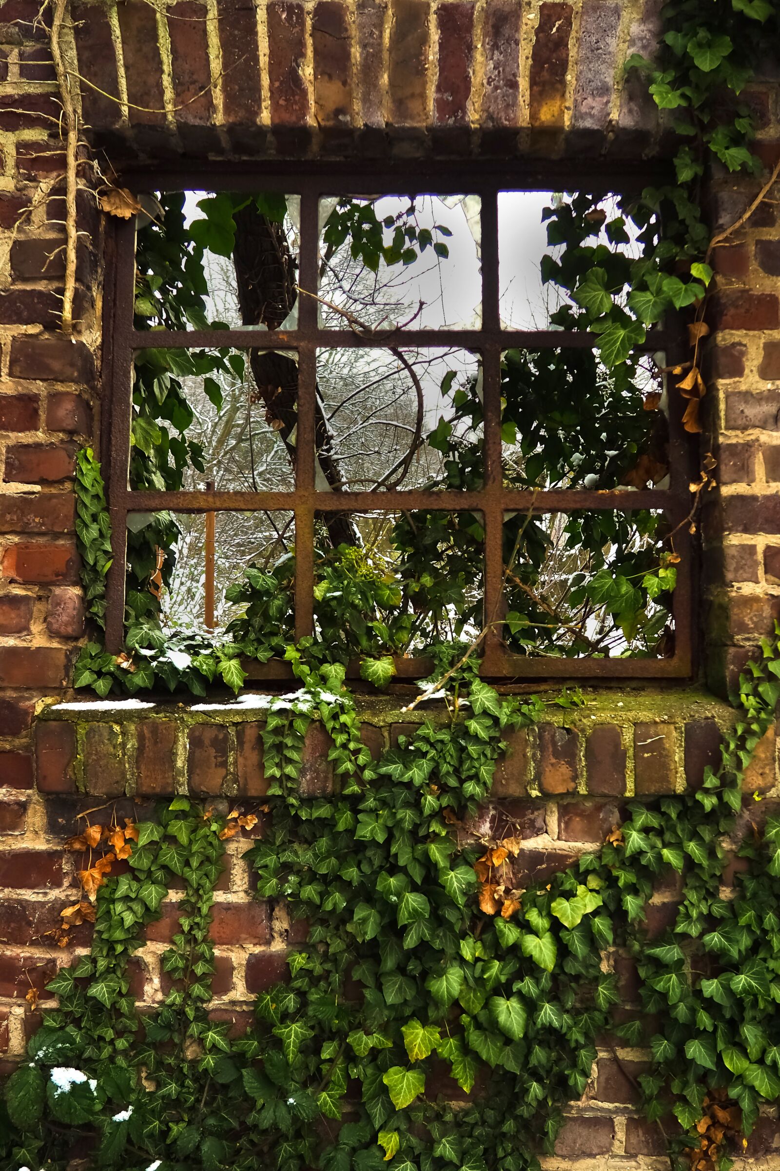 Olympus OM-D E-M10 sample photo. Window, ivy, facade photography