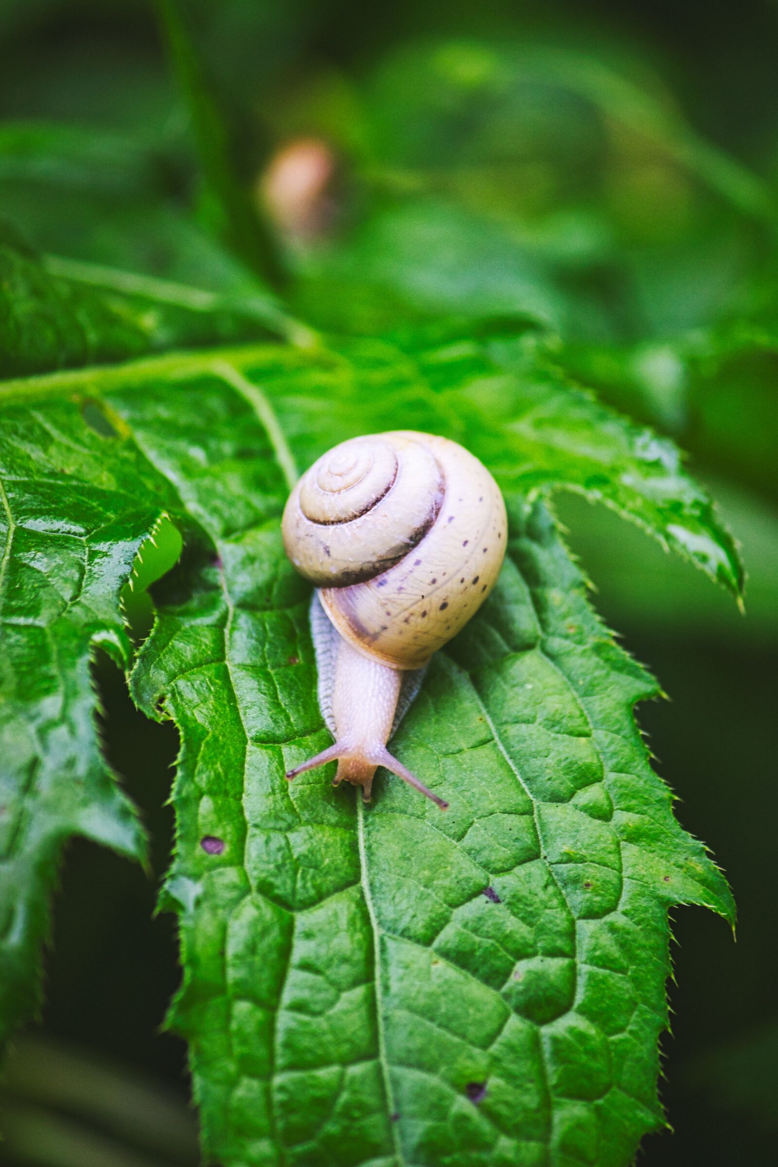Canon EOS 600D (Rebel EOS T3i / EOS Kiss X5) sample photo. Snail, leaves, garden photography
