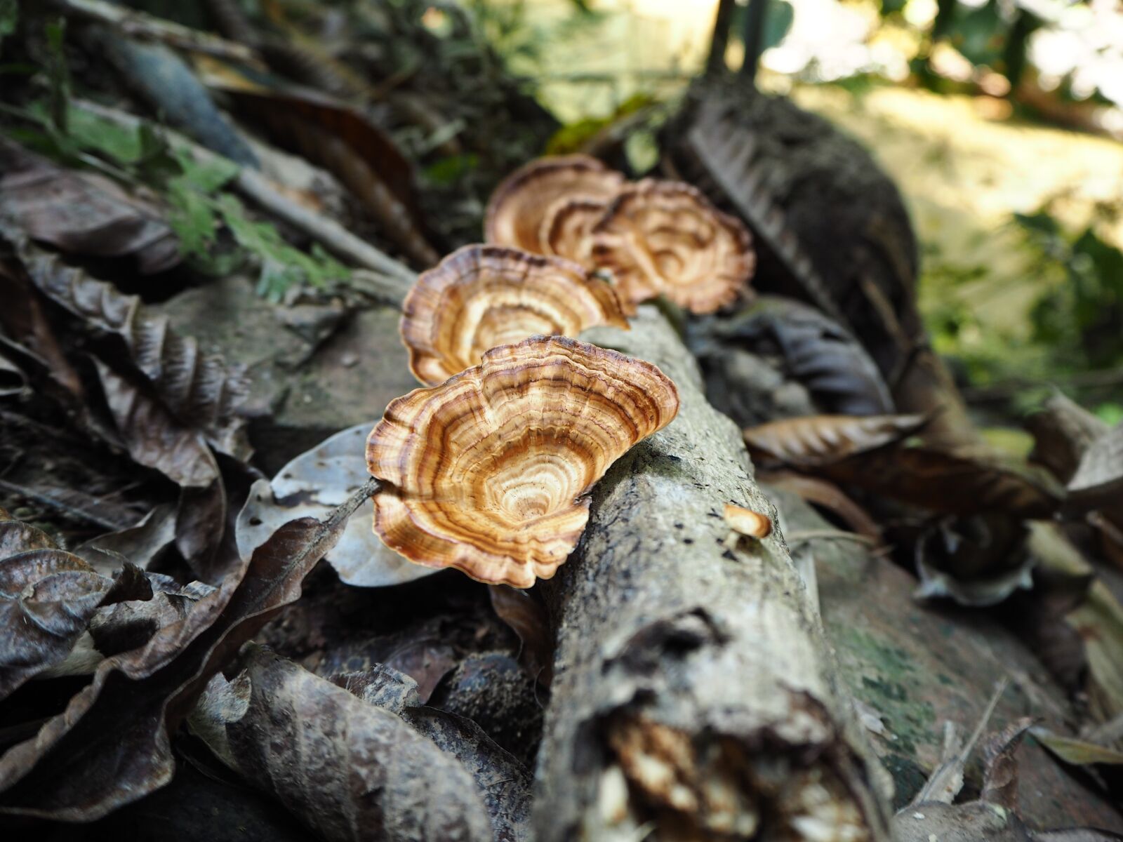 Olympus PEN E-PL8 sample photo. Forrest, funges, mushroom photography