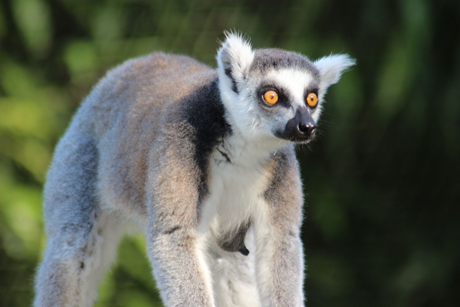 Canon EOS 100D (EOS Rebel SL1 / EOS Kiss X7) sample photo. Madagascar, animal, wild photography