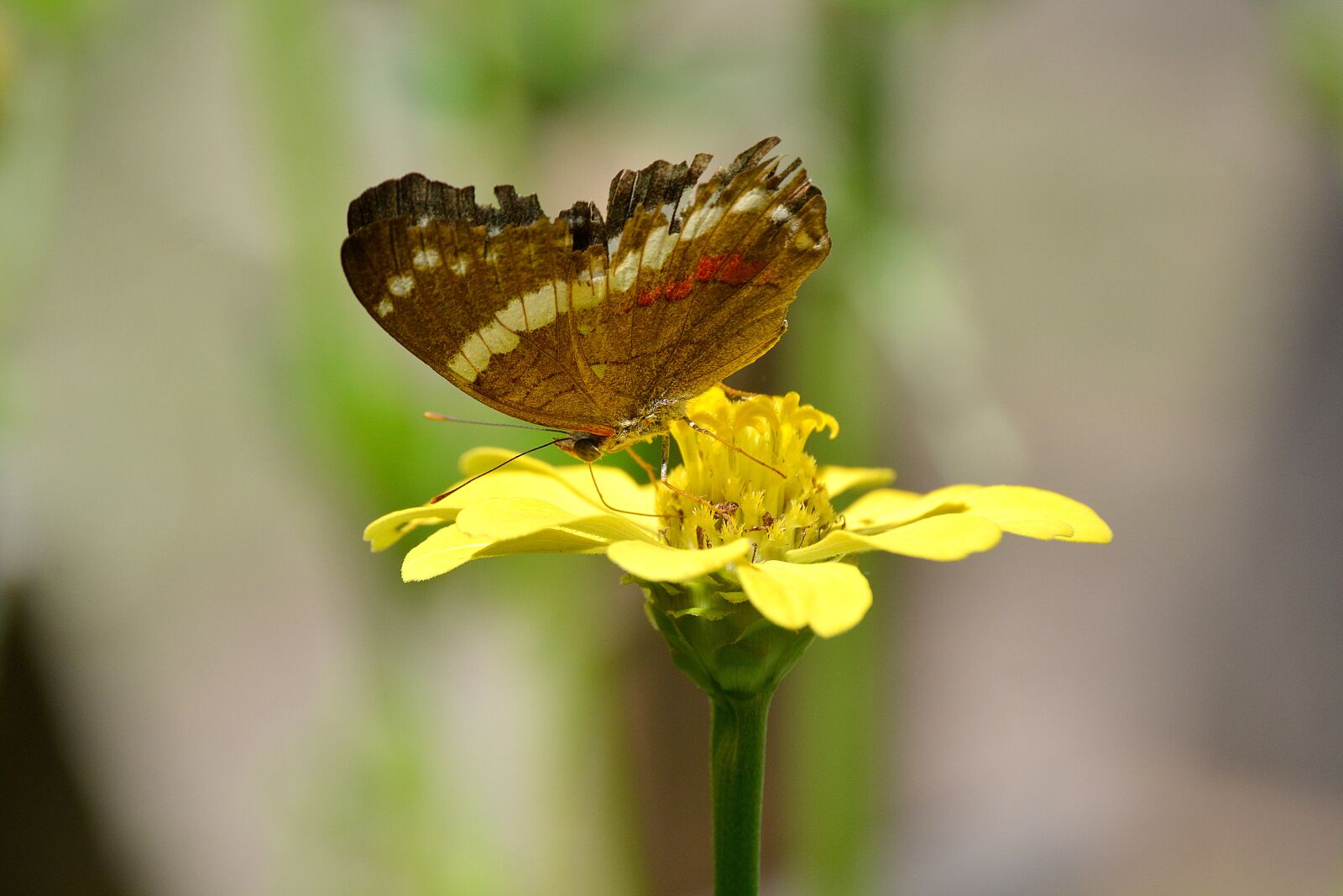 Nikon D5200 sample photo. Butterfly, insect, nature photography