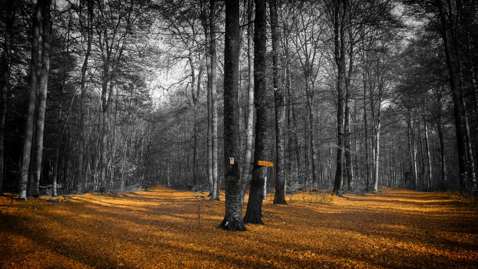 Sony E 16-50mm F3.5-5.6 PZ OSS sample photo. Autumn, leaves, forest photography
