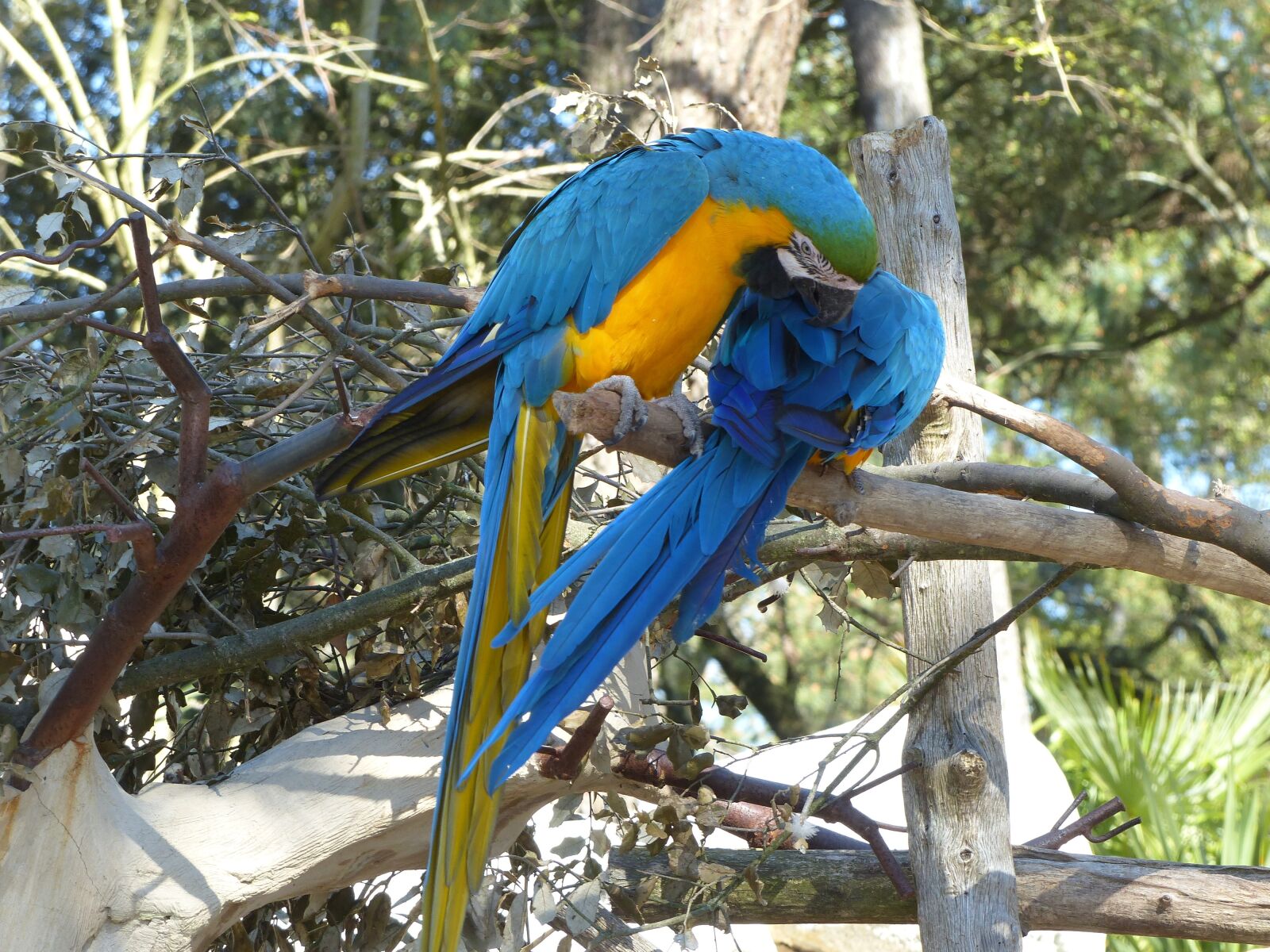 Panasonic Lumix DMC-FZ200 sample photo. Ara, blue, yellow photography