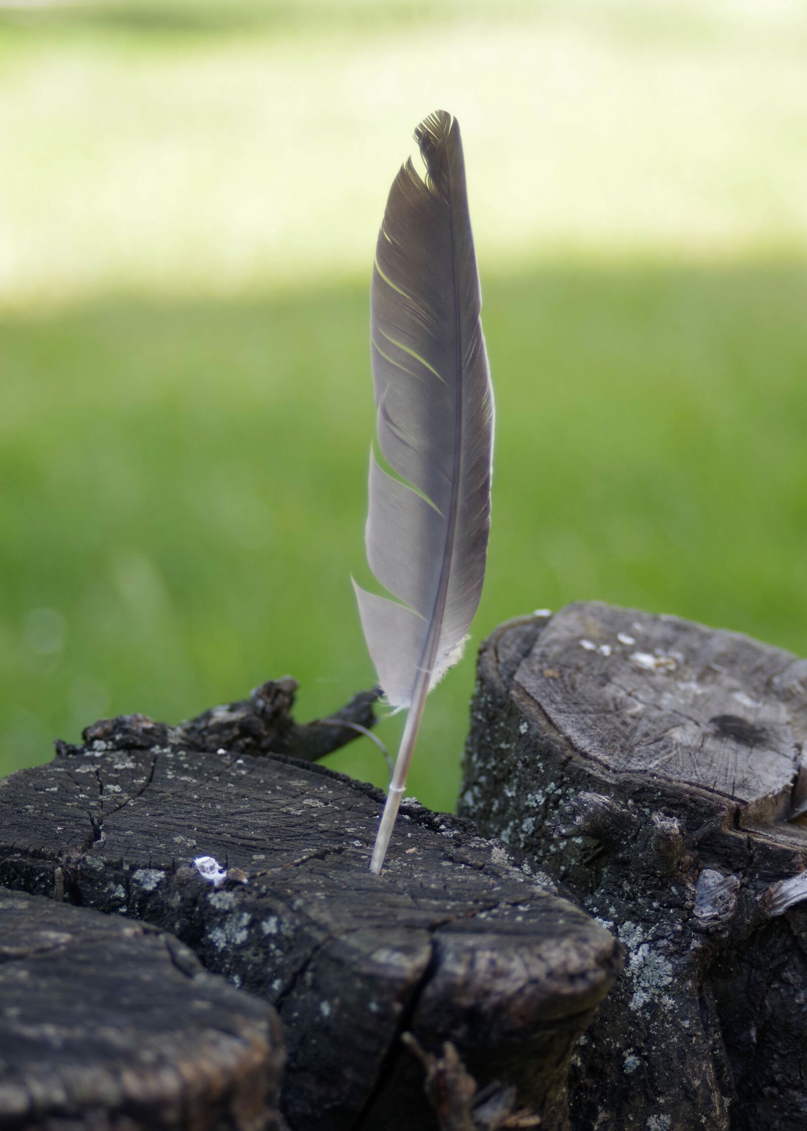 Pentax K-S2 sample photo. Pen, konar, tree photography