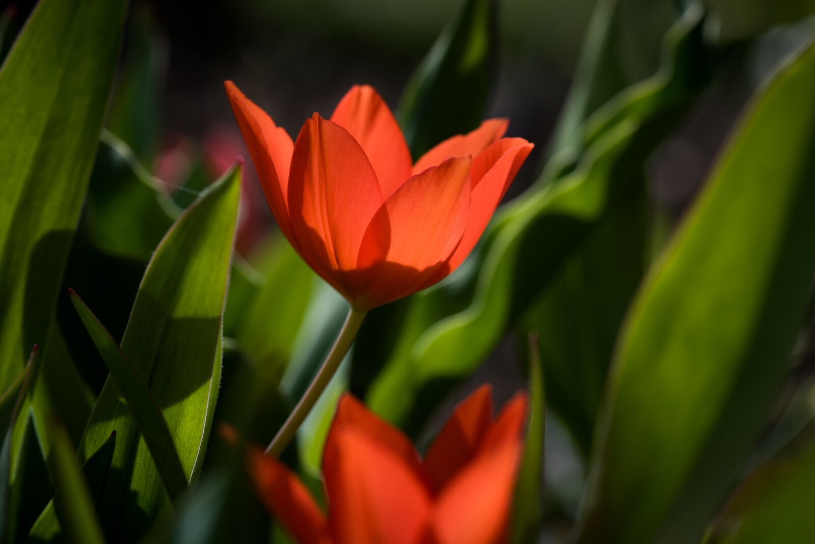 Nikon D750 sample photo. Tulip, red, small tulip photography
