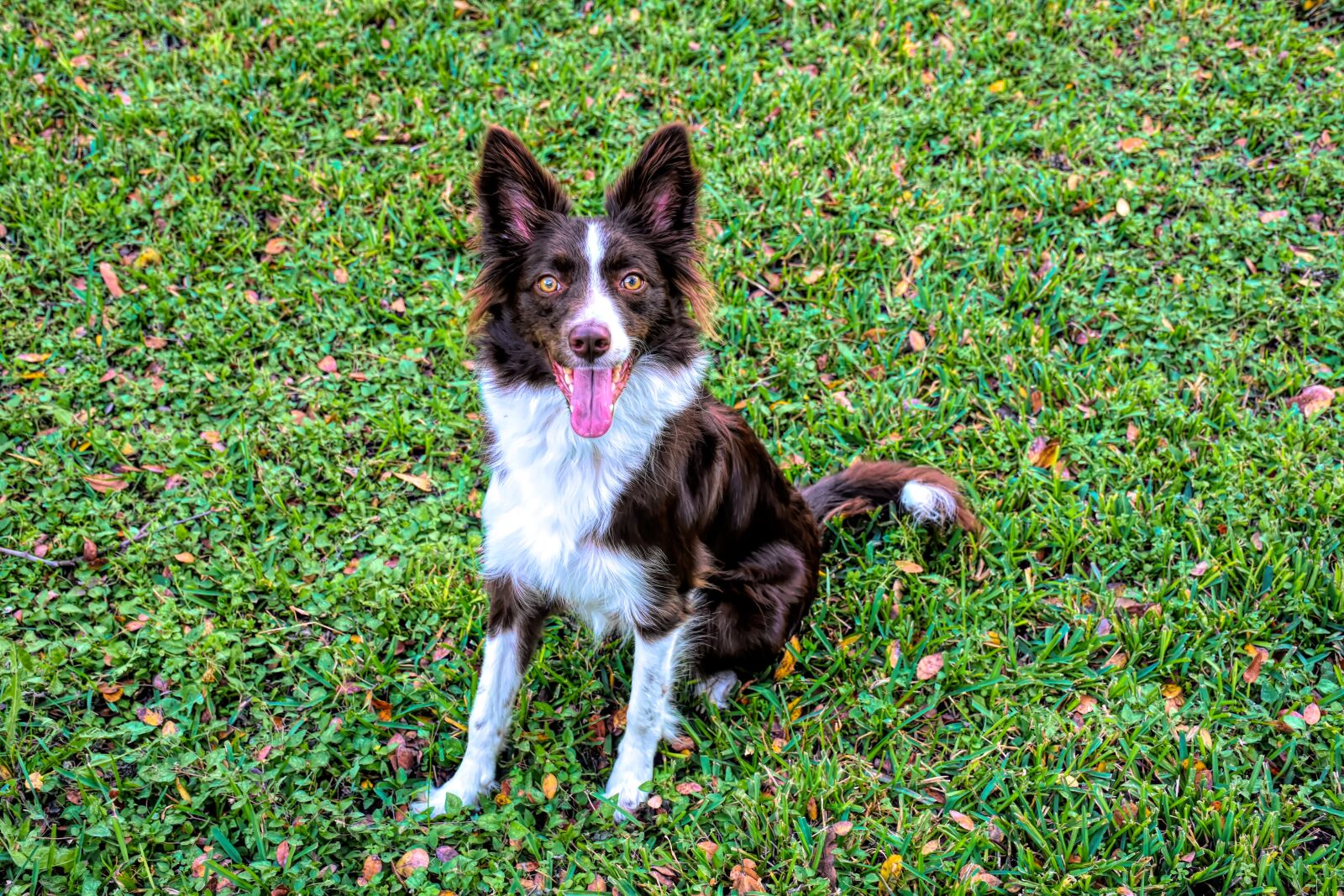 Nikon D5500 sample photo. Border collie, dog, pet photography