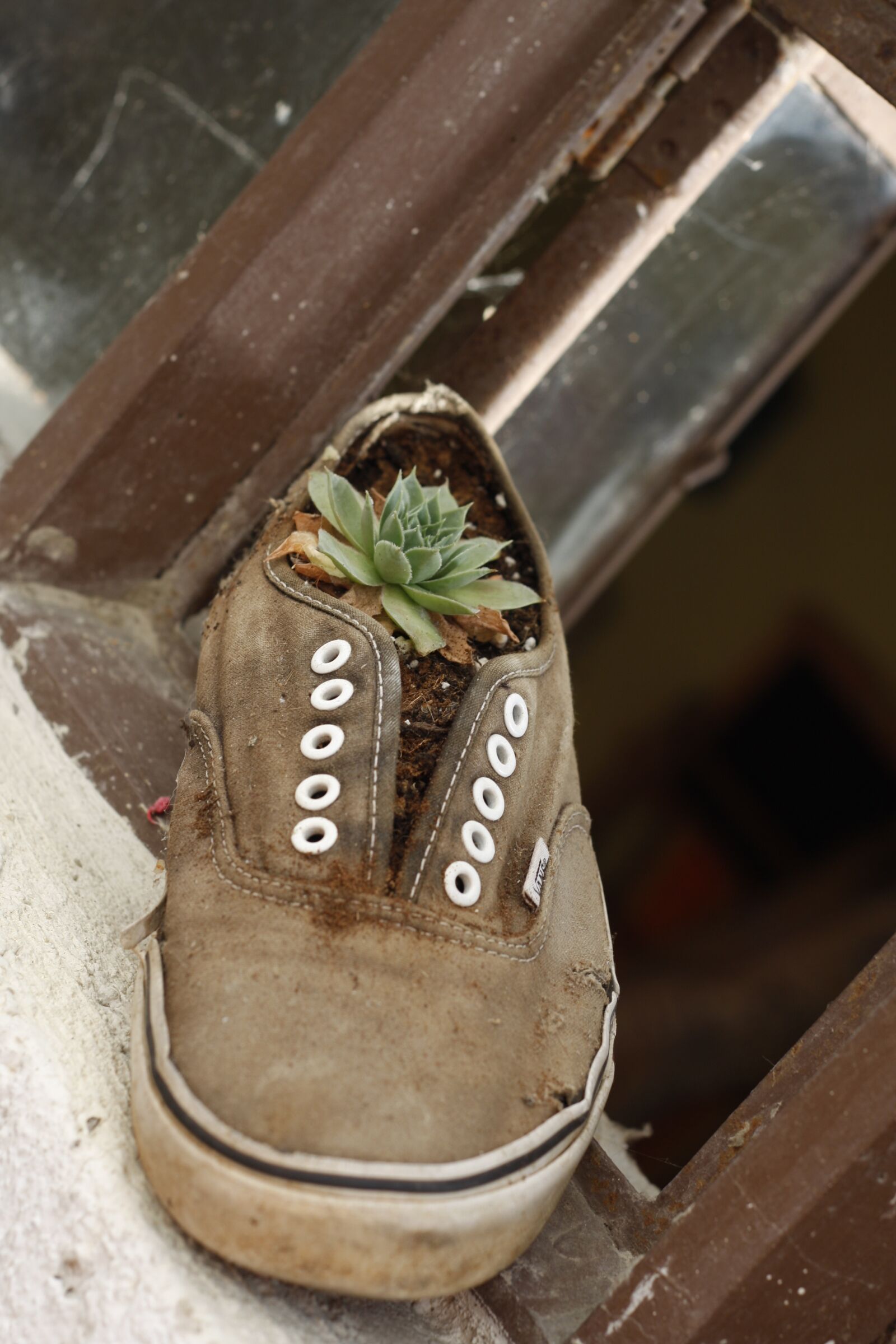 Canon EOS 40D sample photo. Shoe, plant, flower photography