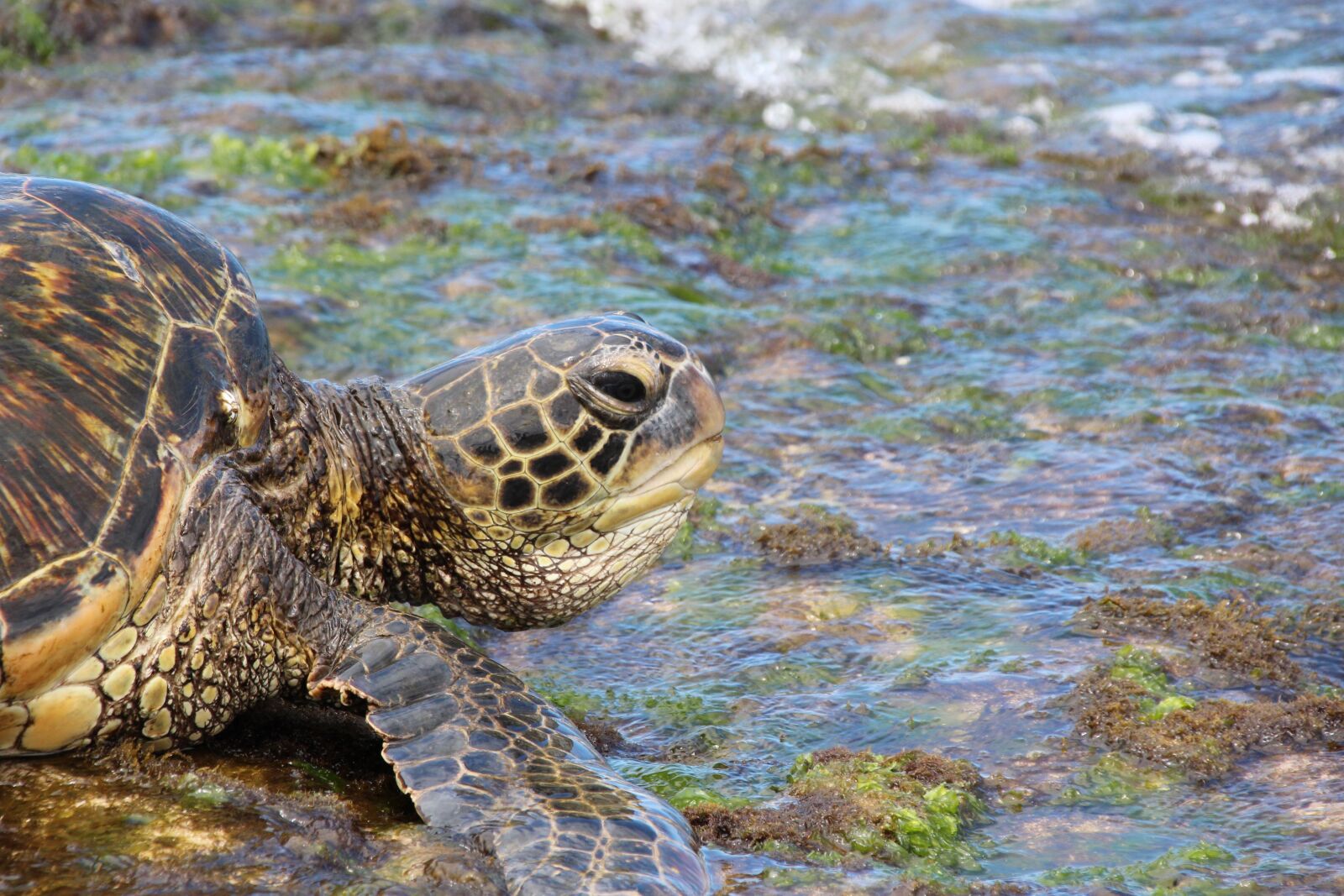 Canon EOS 1200D (EOS Rebel T5 / EOS Kiss X70 / EOS Hi) sample photo. Green sea turtle, turtle photography