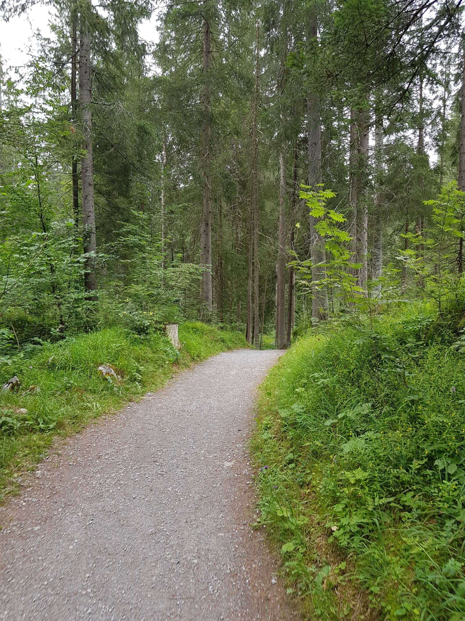 Samsung Galaxy S8 sample photo. Away, forest path, forest photography