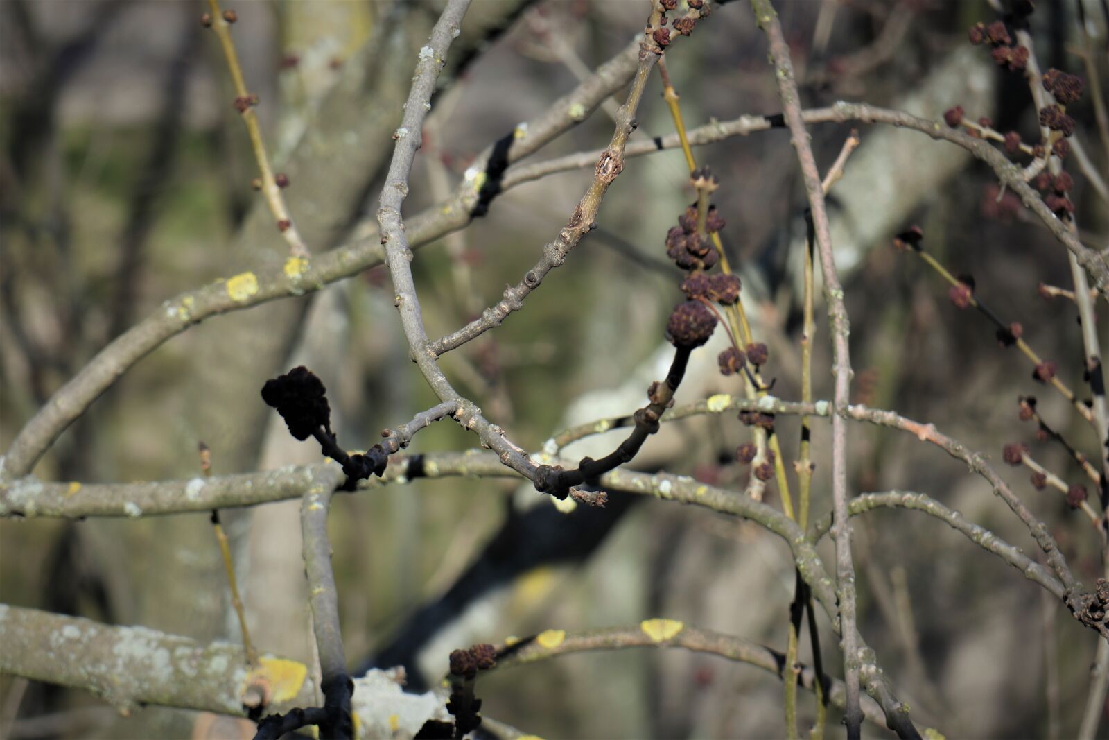 Canon EOS M6 sample photo. Spring, life, nature photography
