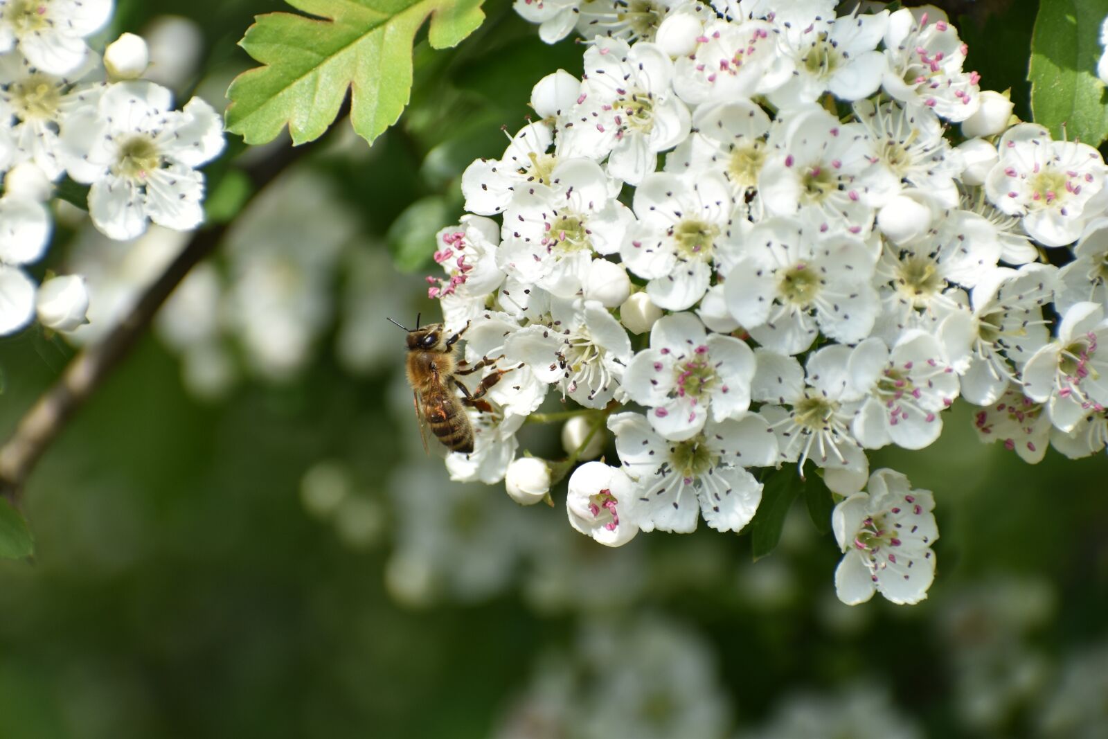 Nikon D5600 sample photo. Bee, honey bee, blossom photography