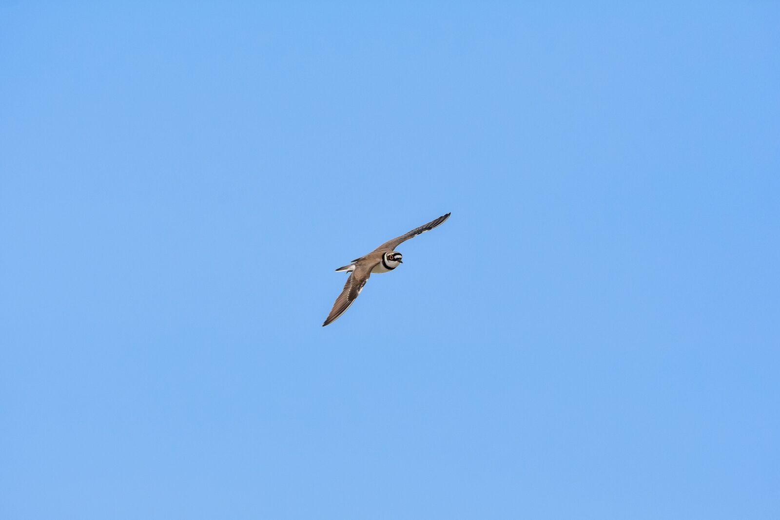 Nikon D7200 sample photo. Animal, sky, bird photography