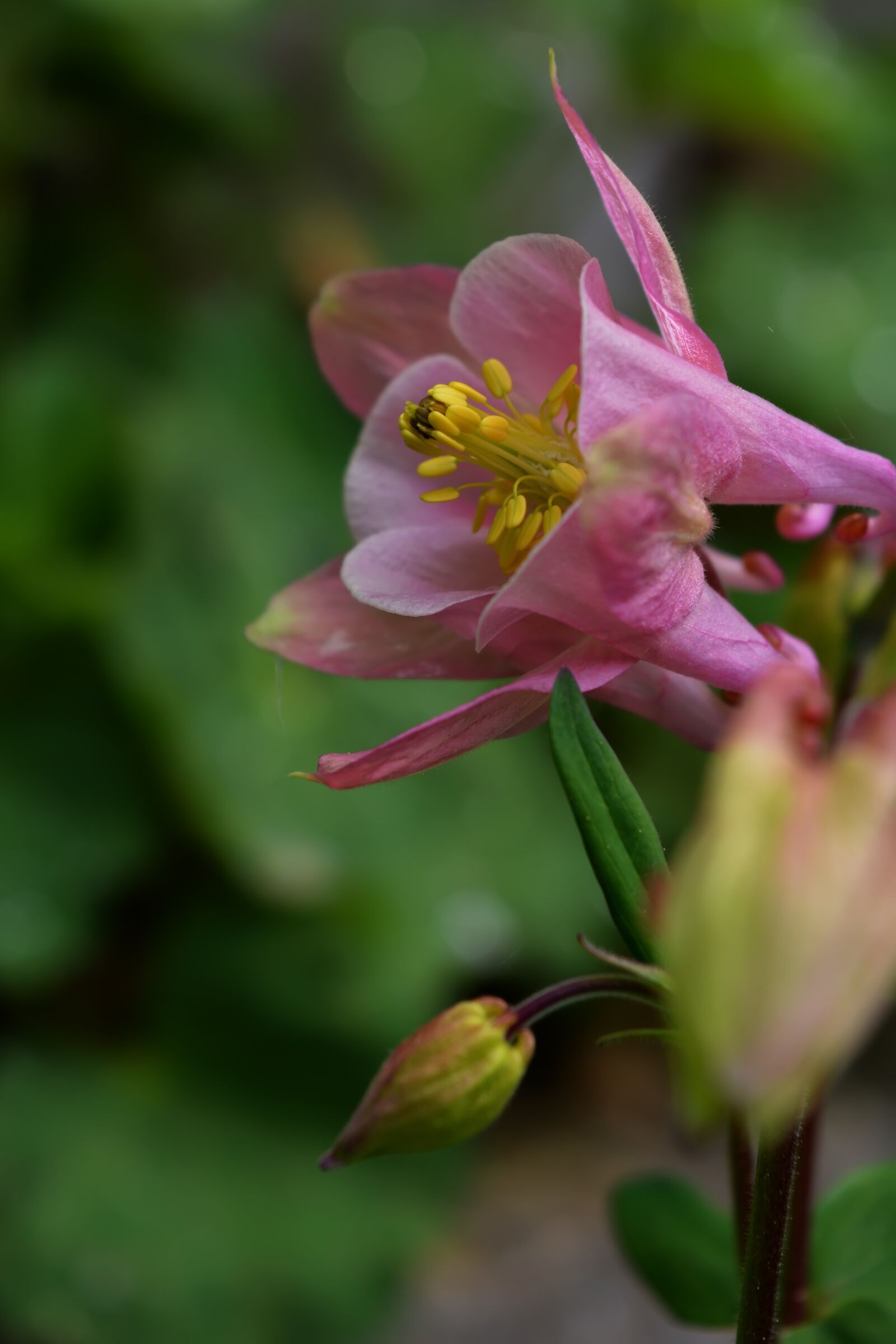 Nikon D5200 sample photo. Spring, flowers, background photography