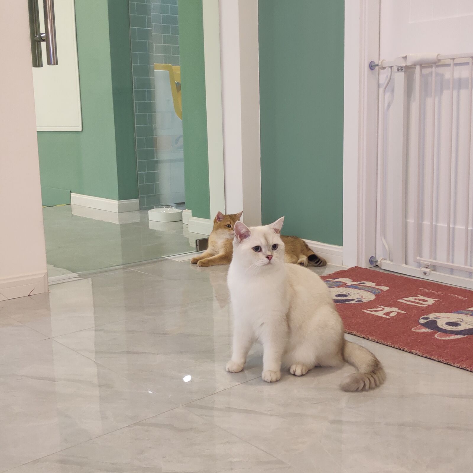 Xiaomi MI 8 SE sample photo. Cat, cute, life photography