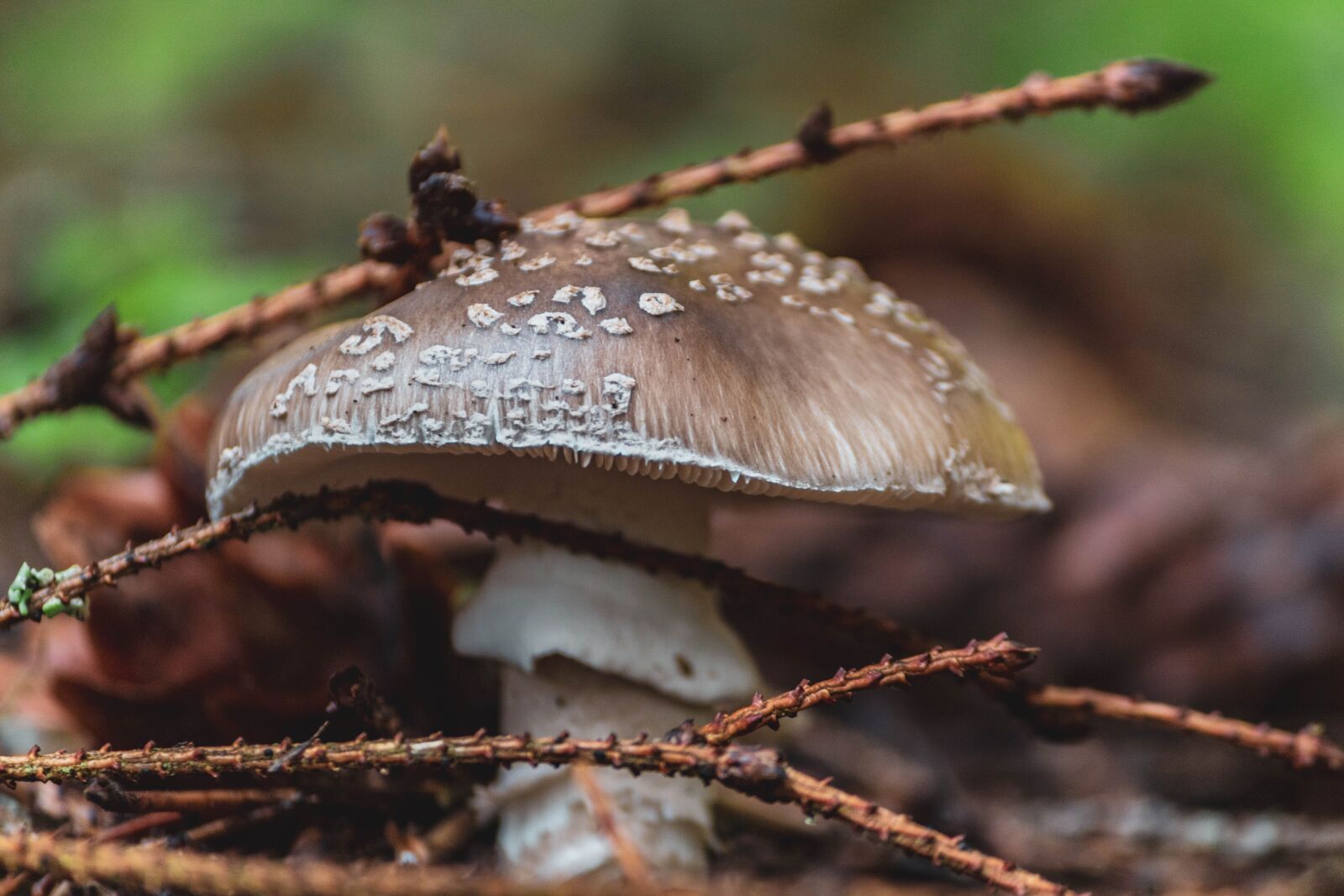 Canon EOS 1300D (EOS Rebel T6 / EOS Kiss X80) sample photo. Mushroom, forest, nature photography