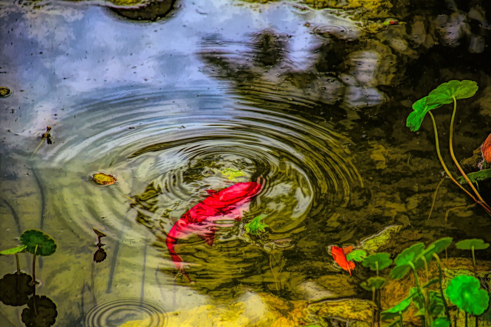 Nikon D5500 sample photo. Koi, fish, pond photography