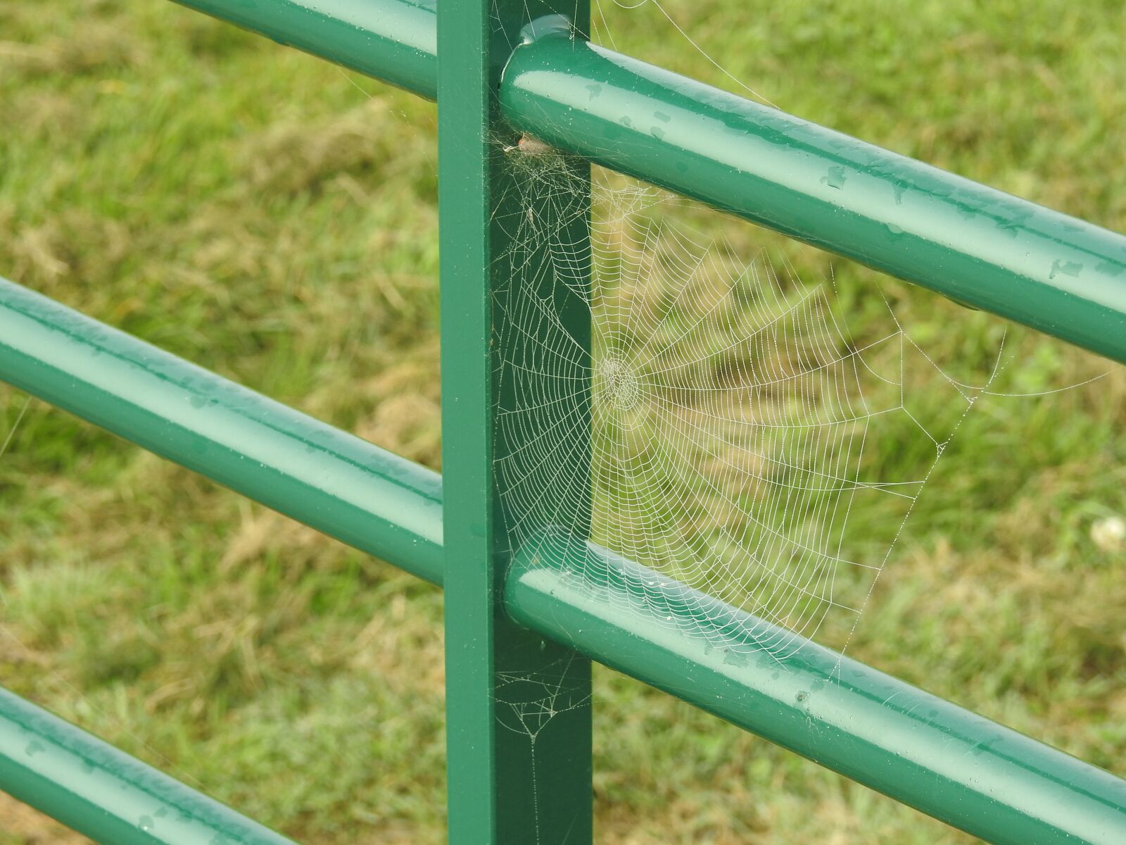Nikon Coolpix P900 sample photo. Web, spider, dew photography