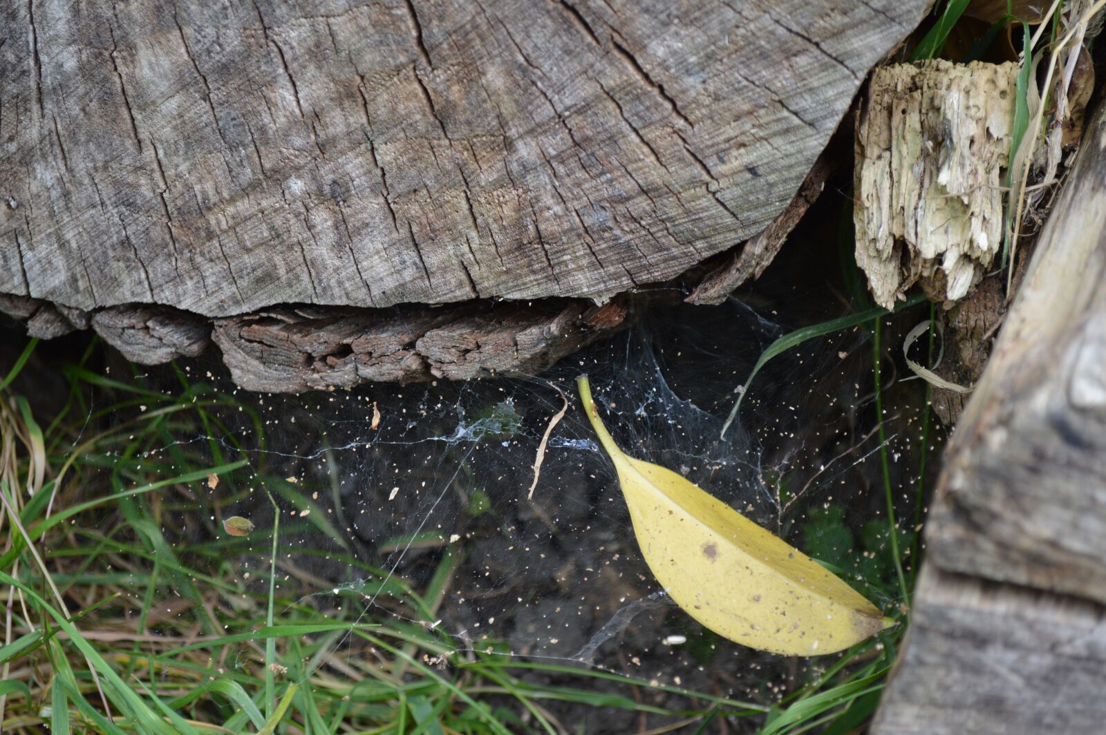 Nikon D3200 sample photo. Spider, web, spiderweb photography