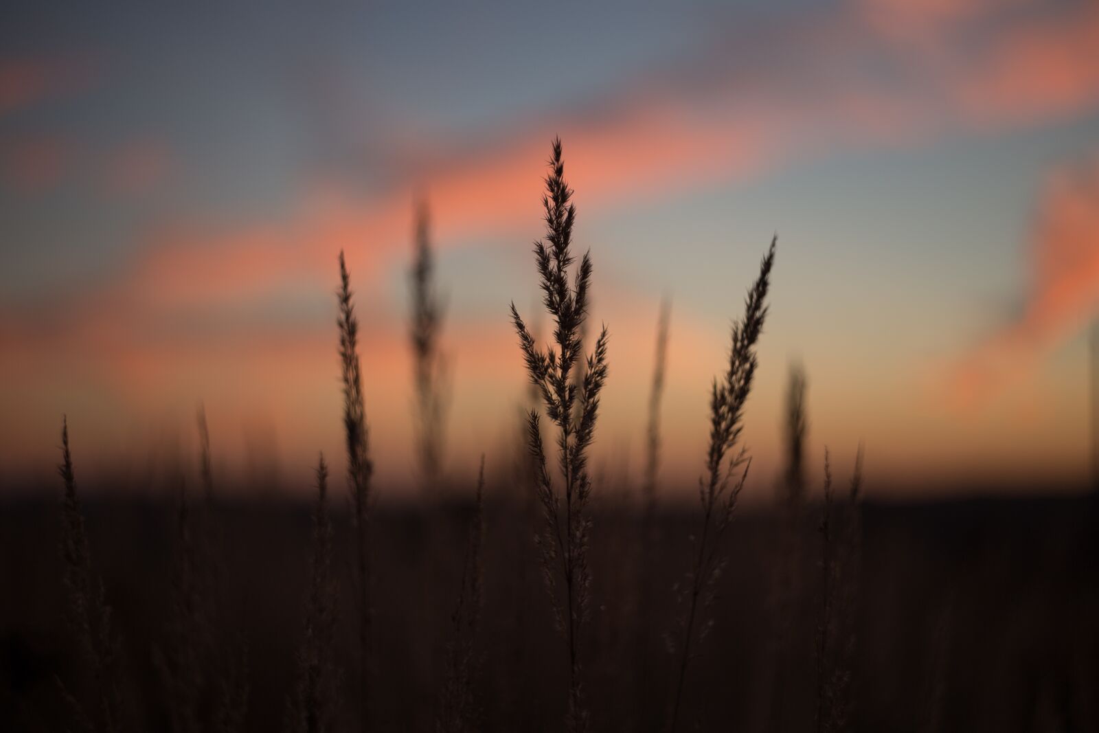 Canon EOS 6D sample photo. Nature, background, blade photography