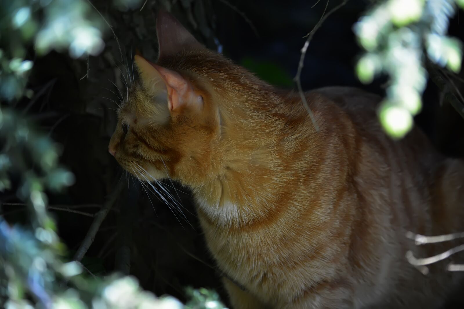 Nikon D5200 sample photo. Cat, redhead, animal photography