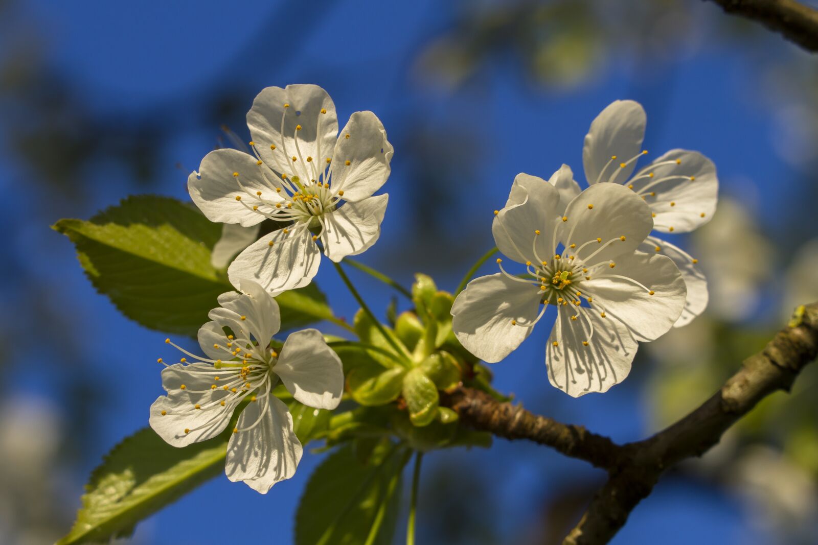 Canon EOS 7D sample photo. Cherry blossom, cherry tree photography