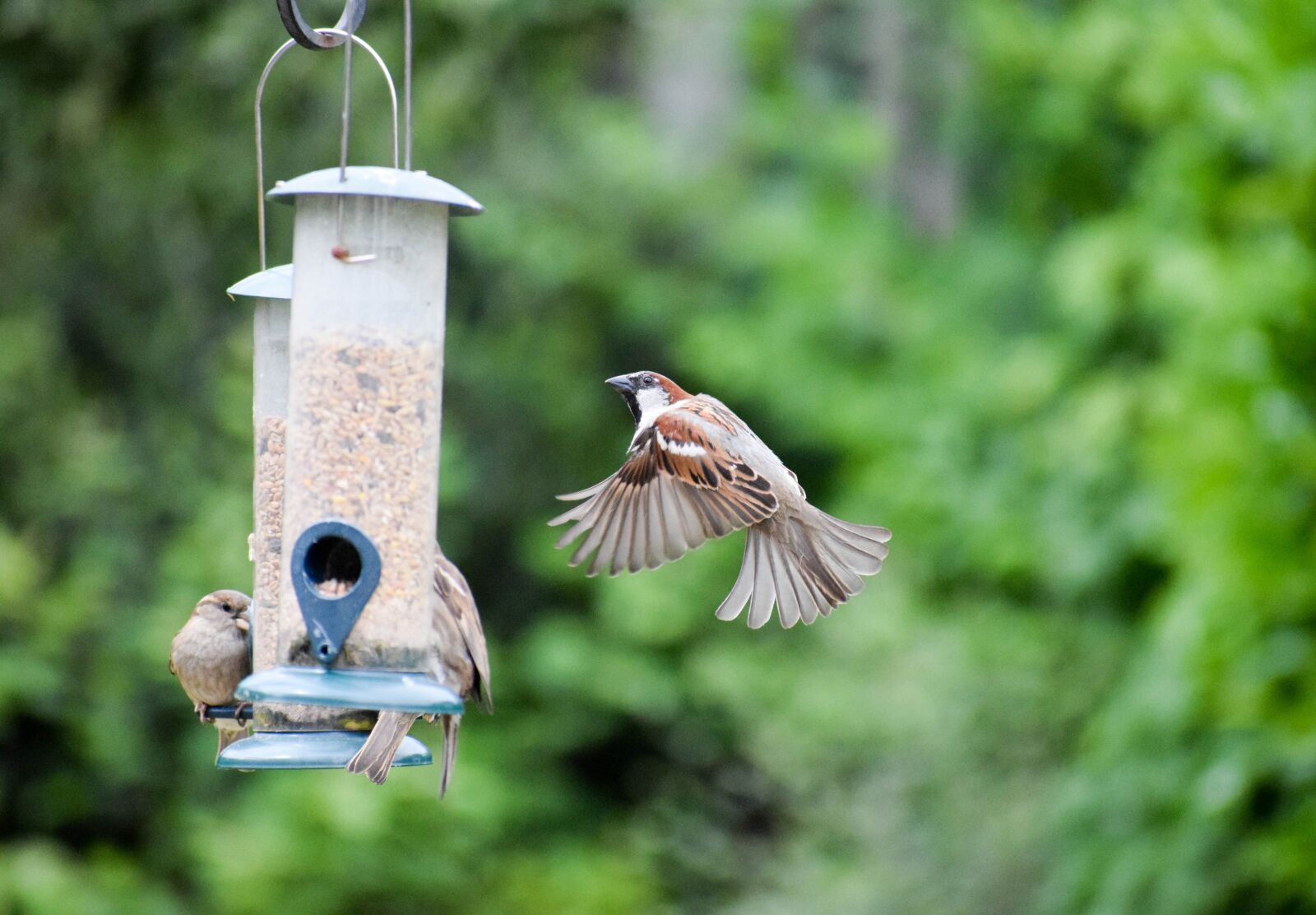 Nikon D5300 sample photo. Bird, sparrow, animal photography