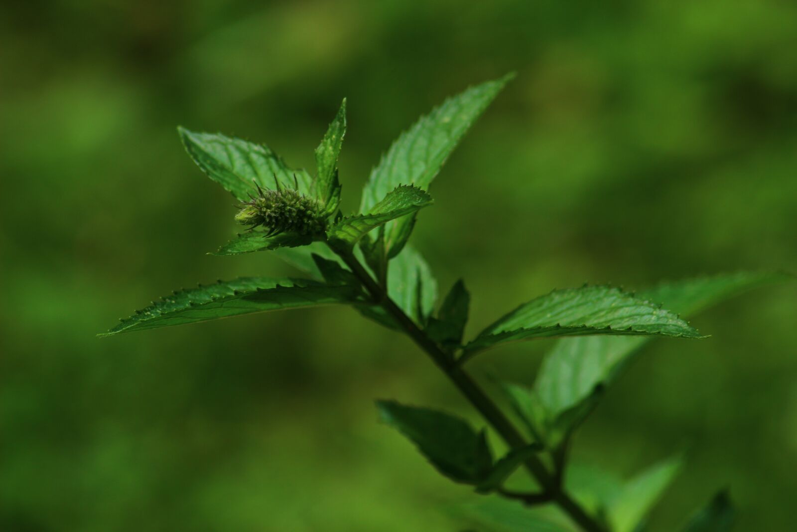 Canon EOS 100D (EOS Rebel SL1 / EOS Kiss X7) sample photo. Green mint, green, nature photography