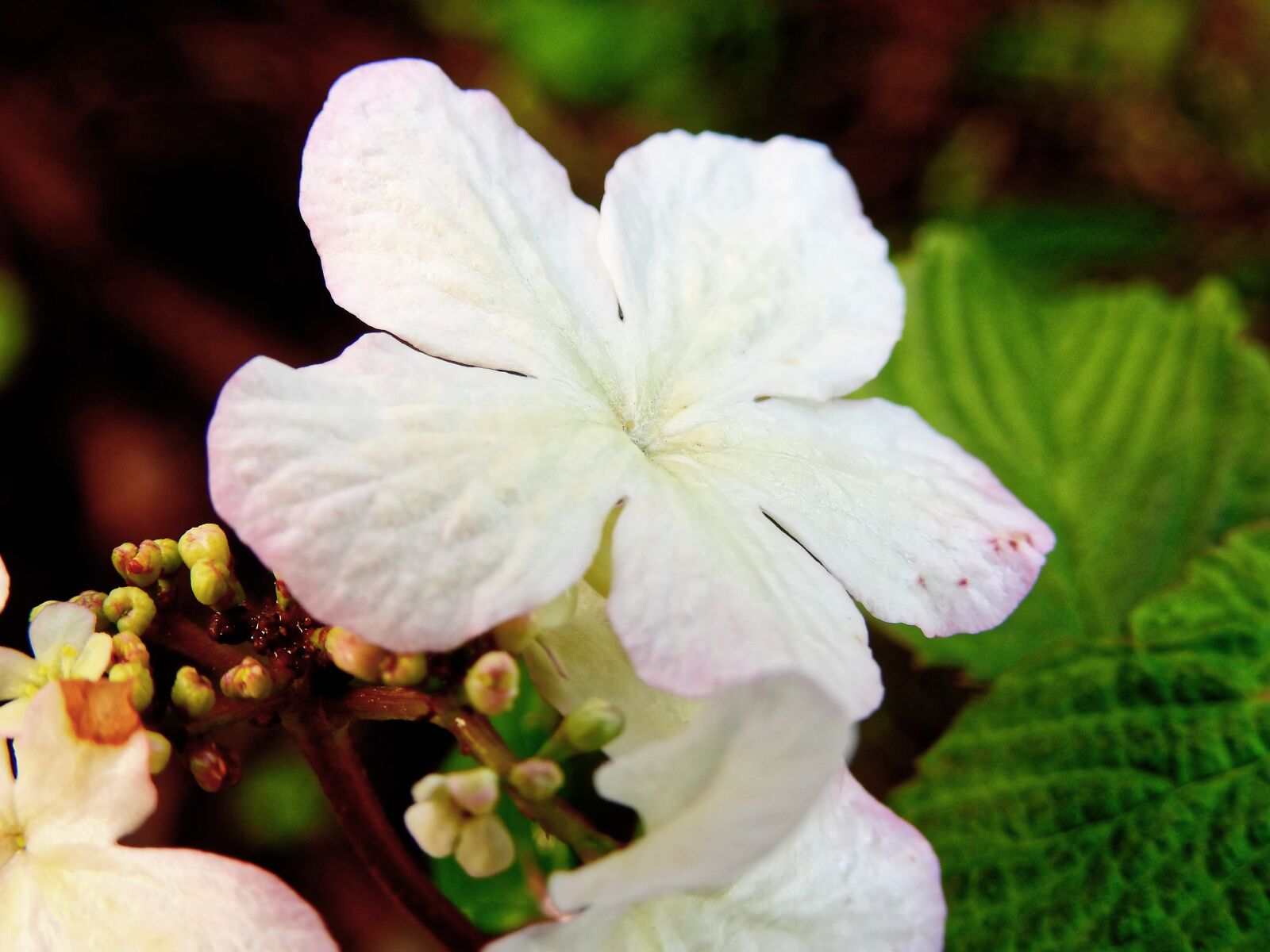 Nikon Coolpix P900 sample photo. Blossom, bloom, flower photography