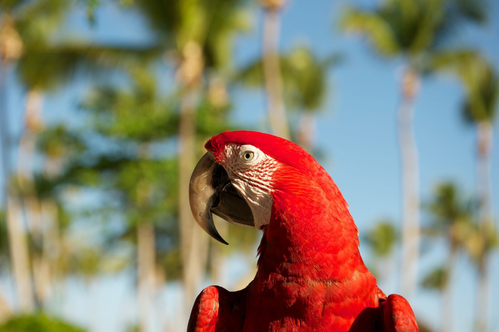 Nikon D700 sample photo. Parrot, bird, red photography