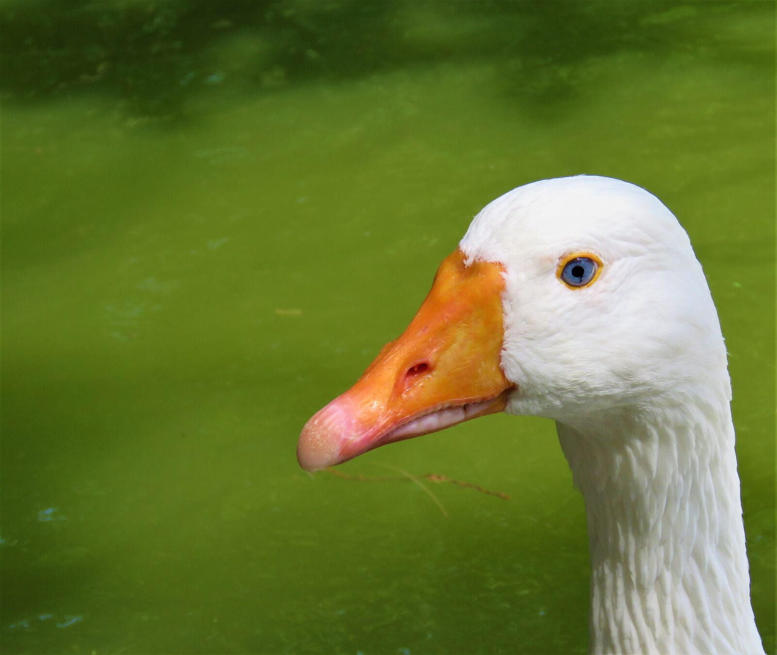 Canon PowerShot SX60 HS sample photo. Goose, blue eyes, bird photography