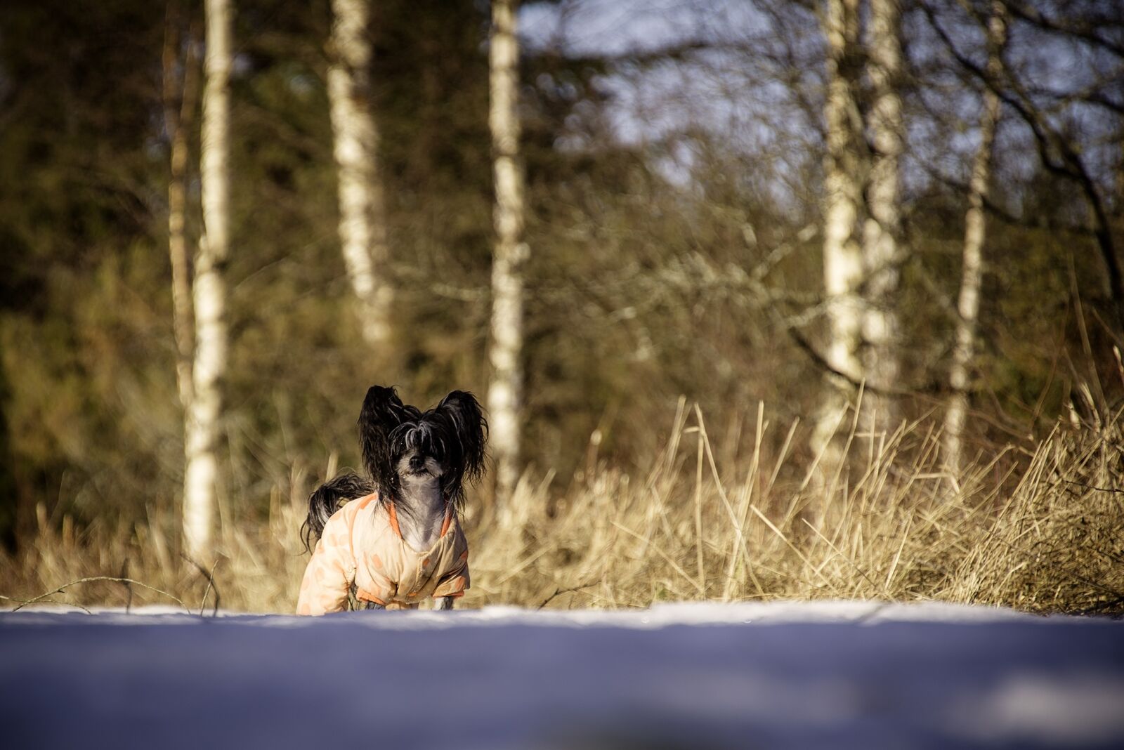 Nikon D600 sample photo. Dog, chinese crested, winter photography