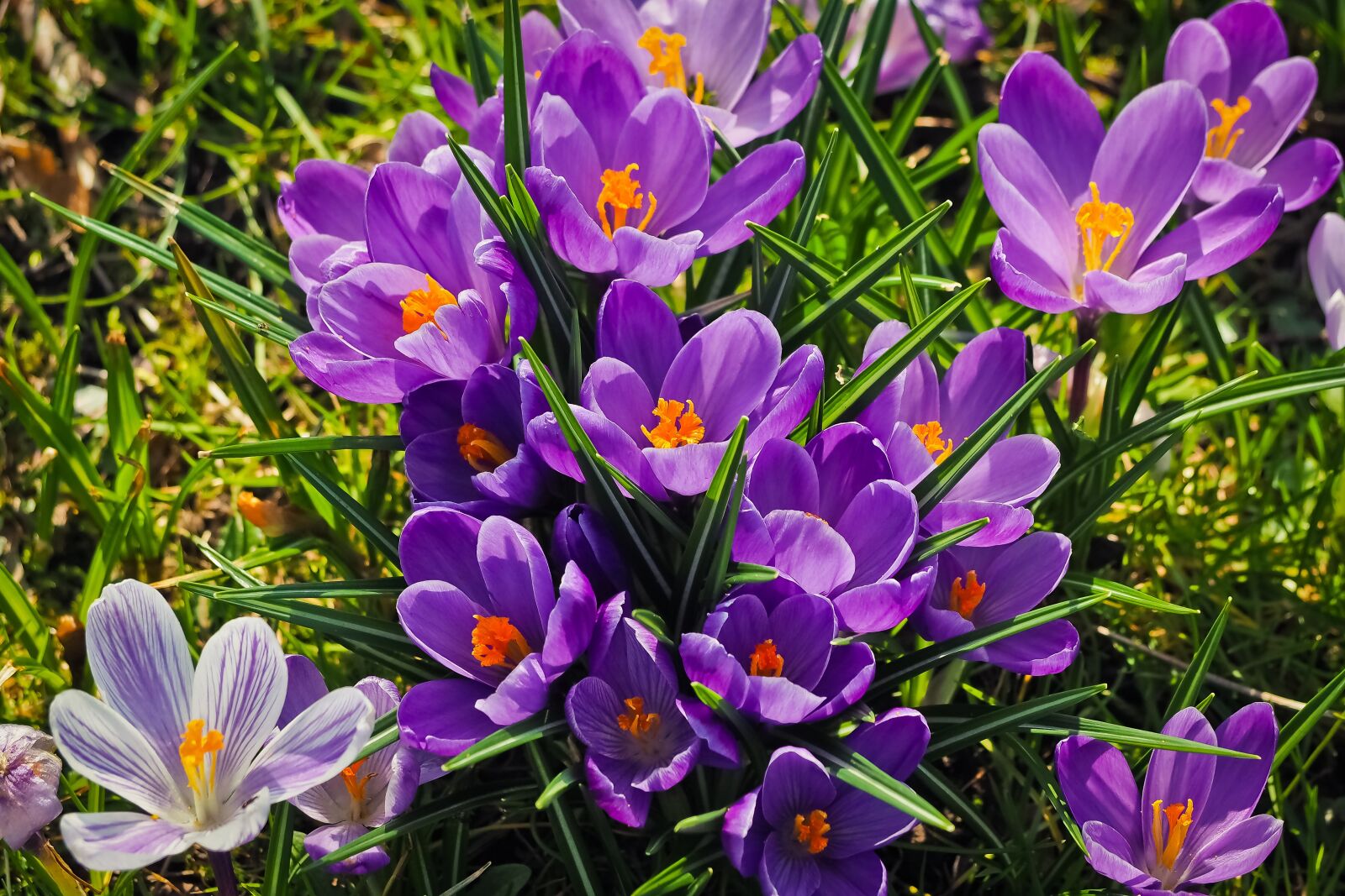 Olympus OM-D E-M10 sample photo. Nature, plant, flower photography
