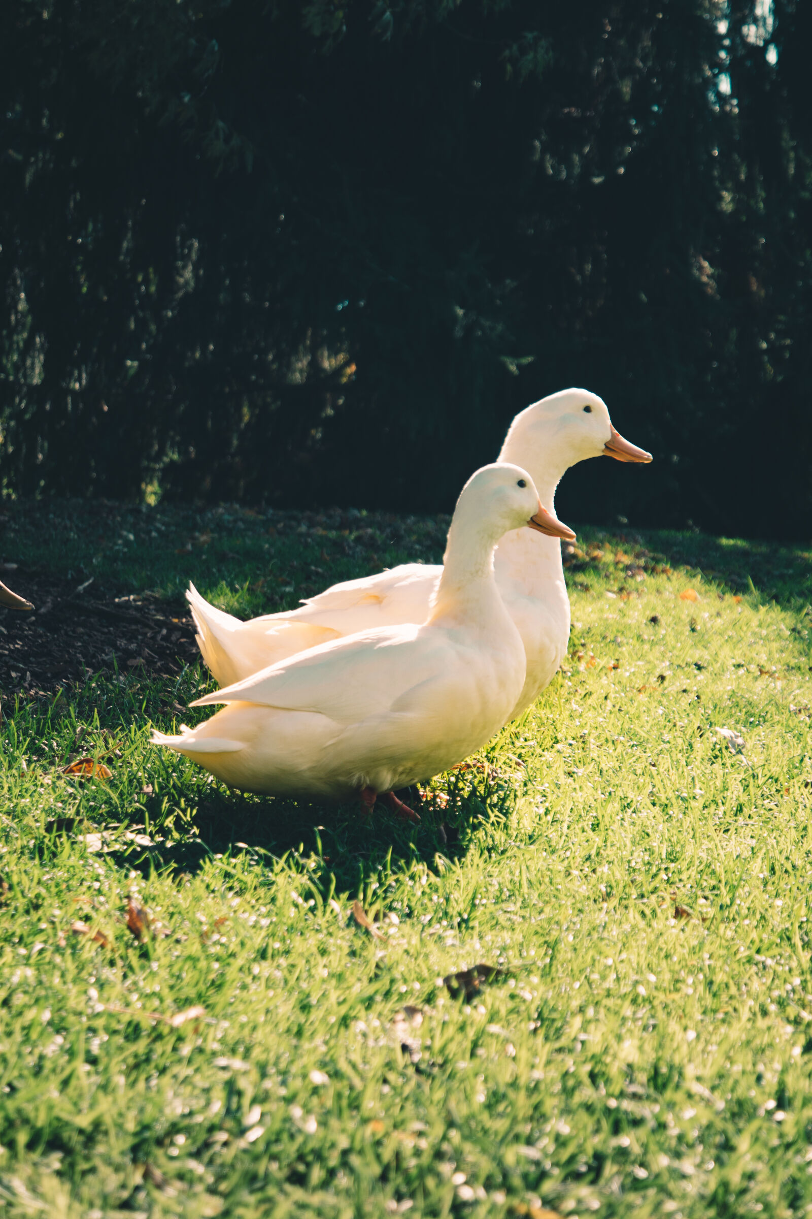 Samsung NX3000 sample photo. Two, white, ducks, on photography