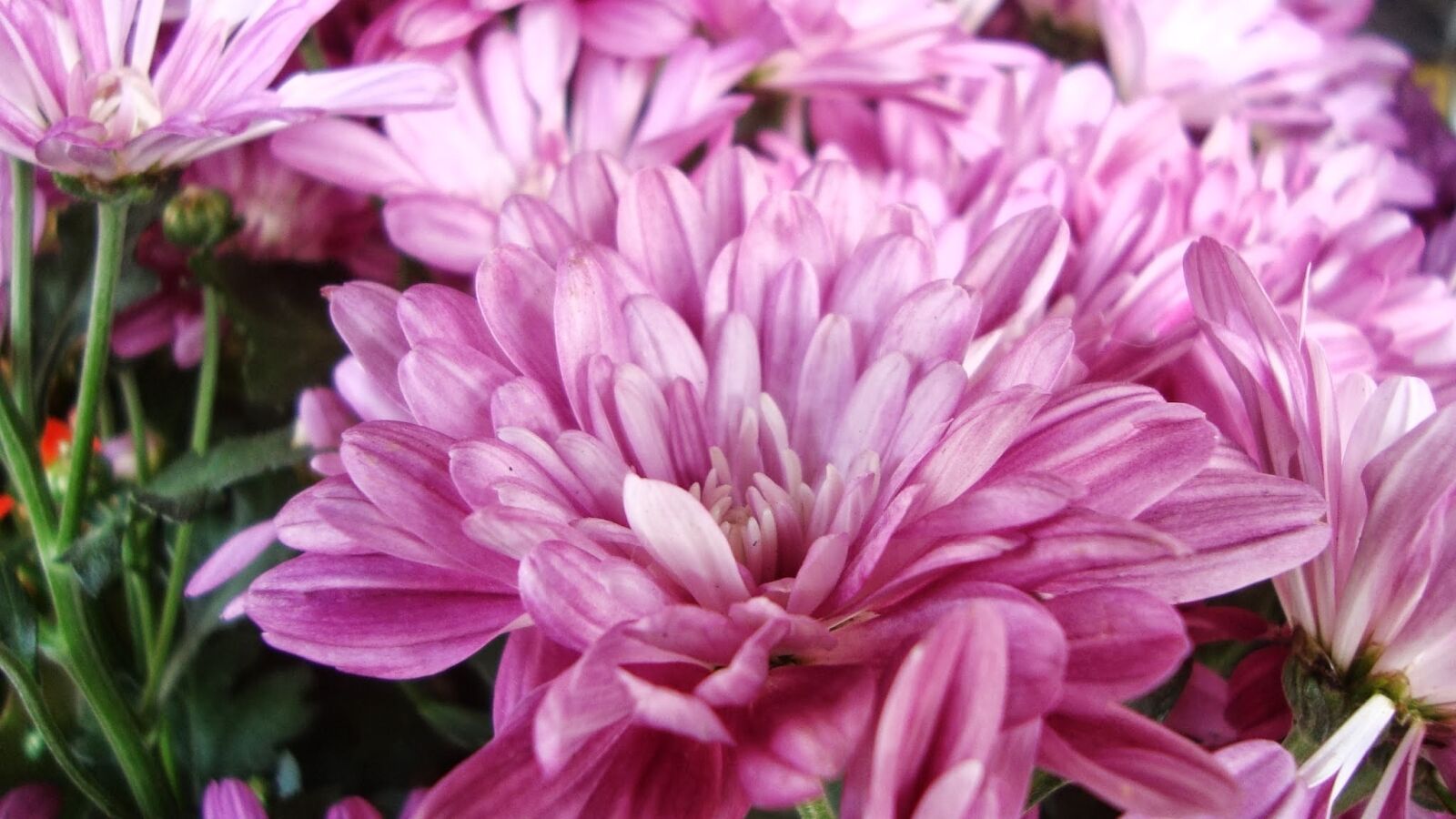 Sony Cyber-shot DSC-W120 sample photo. Purple, flower, floral photography