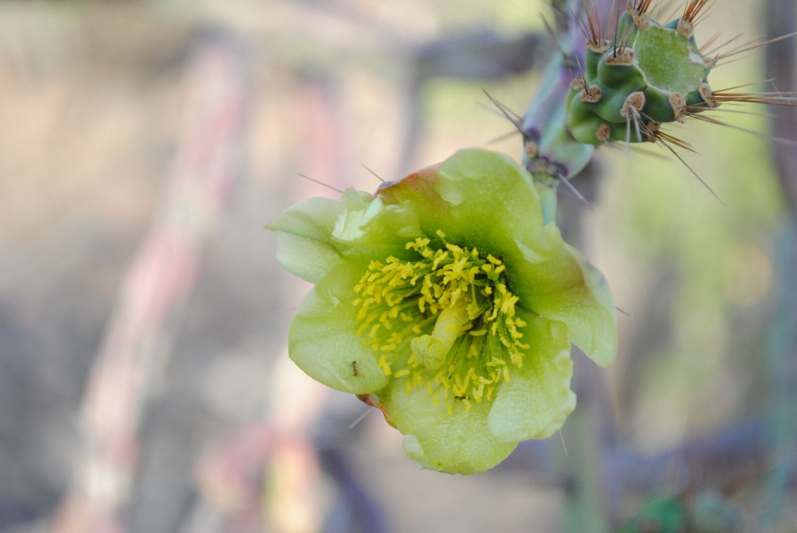 Nikon D3000 sample photo. Flower, nature, desert photography