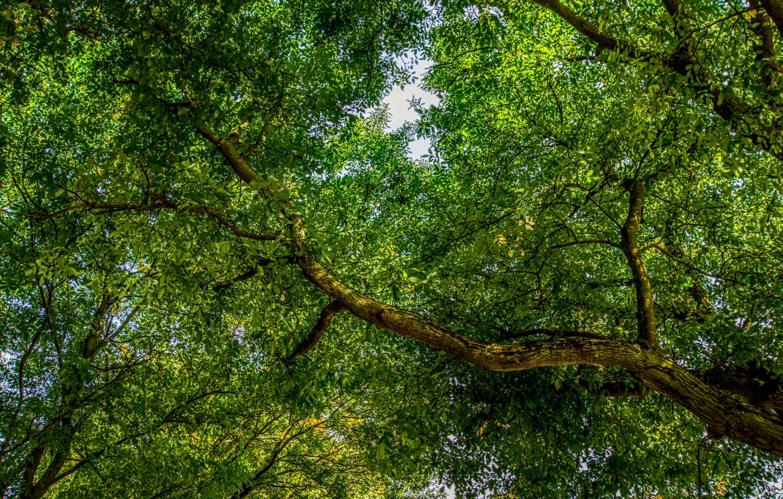Sony a6000 sample photo. Tree, crown, branch photography