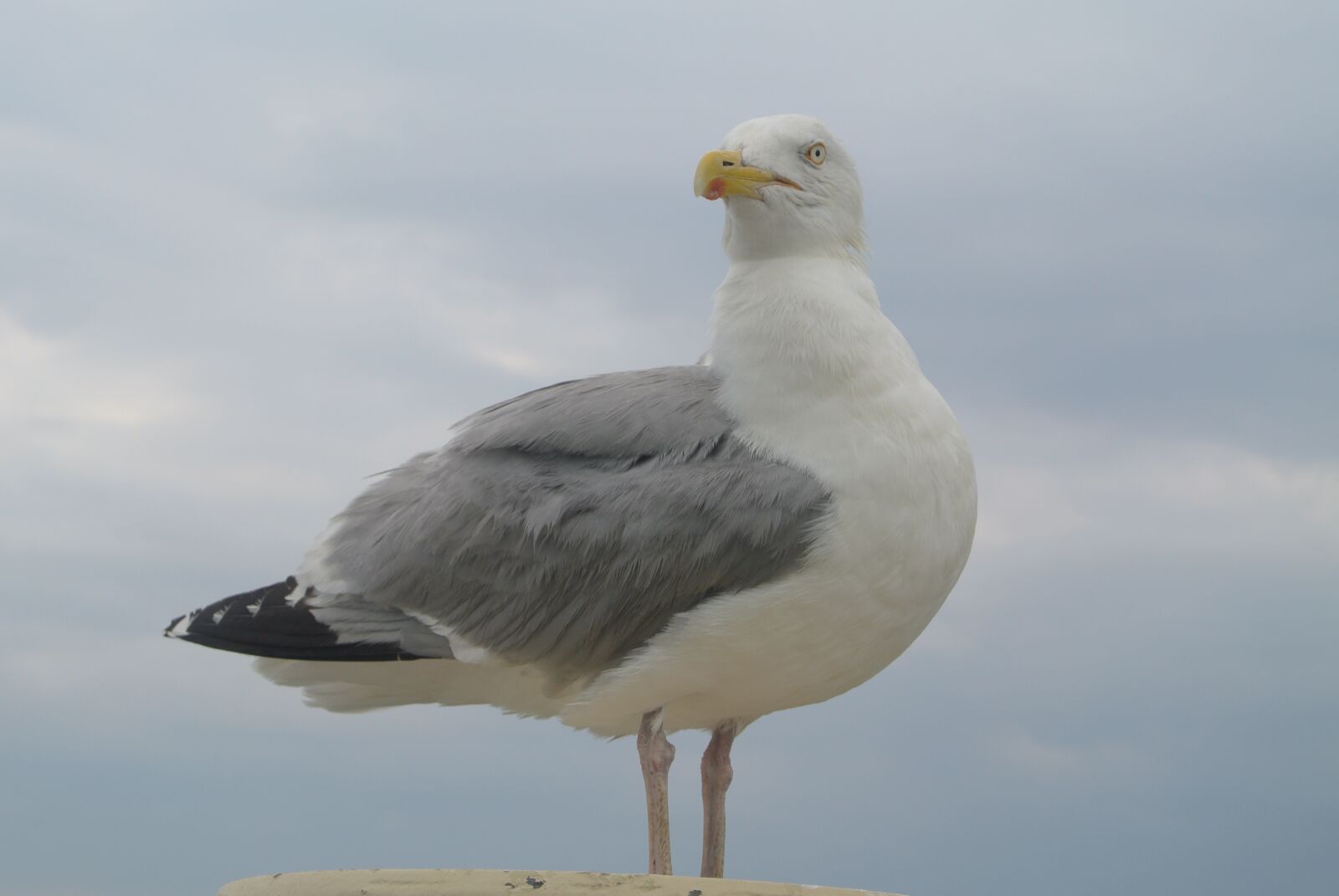 Nikon 1 J2 sample photo. Seagull, bird, freedom photography