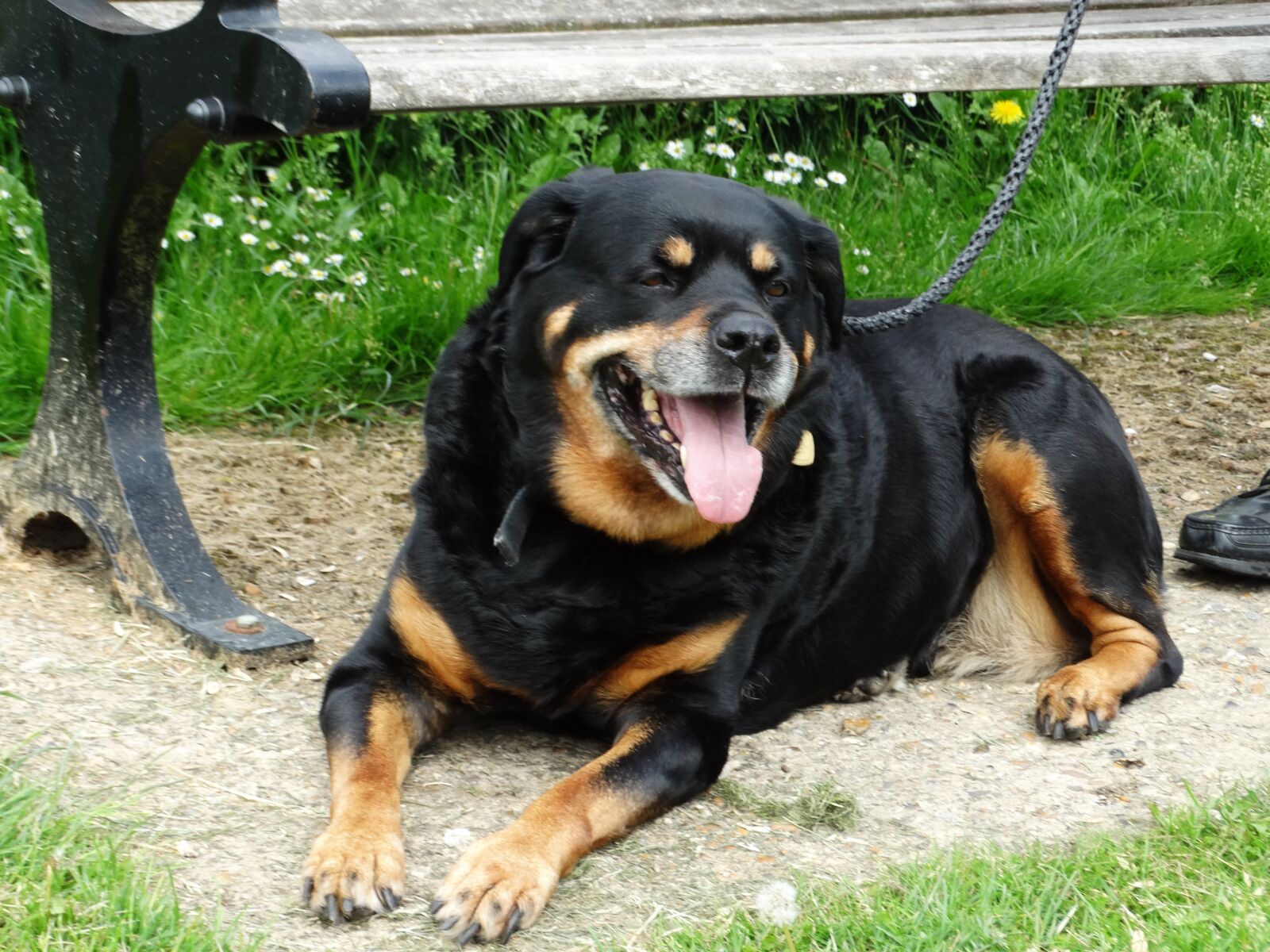 Sony Cyber-shot DSC-HX300 sample photo. Rottweiler, dog, friendly photography