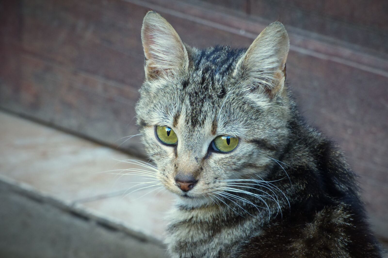 Panasonic Lumix DMC-FZ70 sample photo. Cat, eyes, look photography