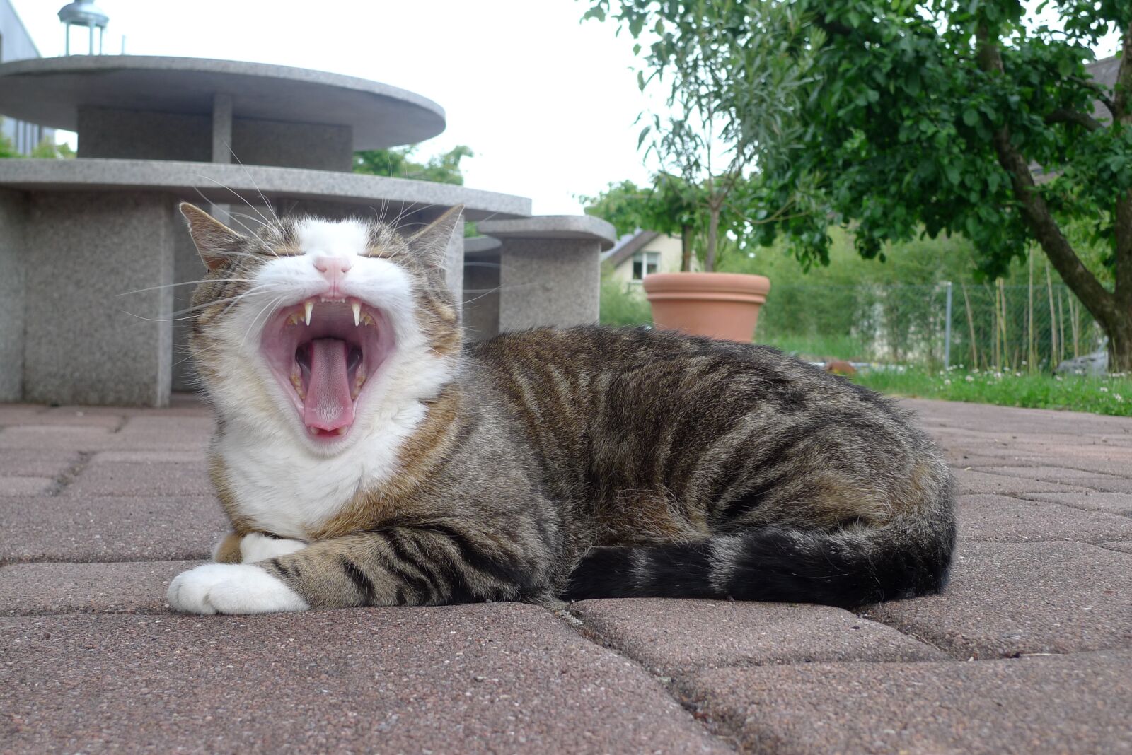 Leica D-LUX 4 sample photo. Cat, yawn, tongue photography