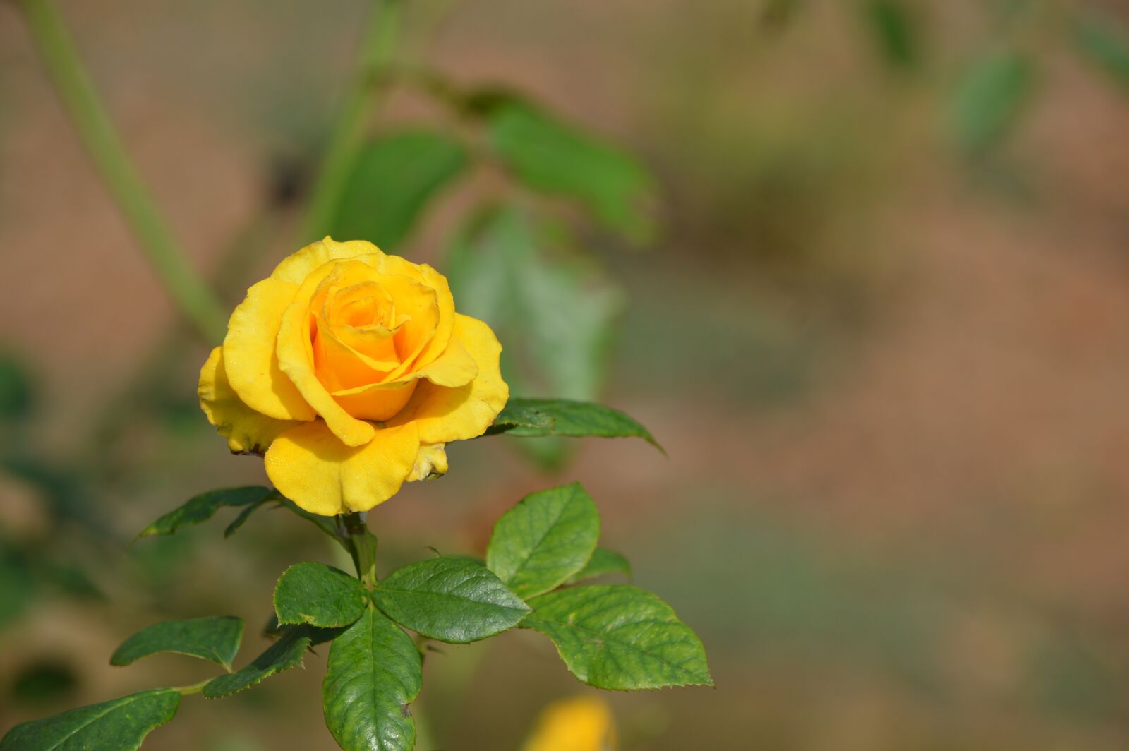 Nikon D3200 sample photo. Yellow, rose, garden photography