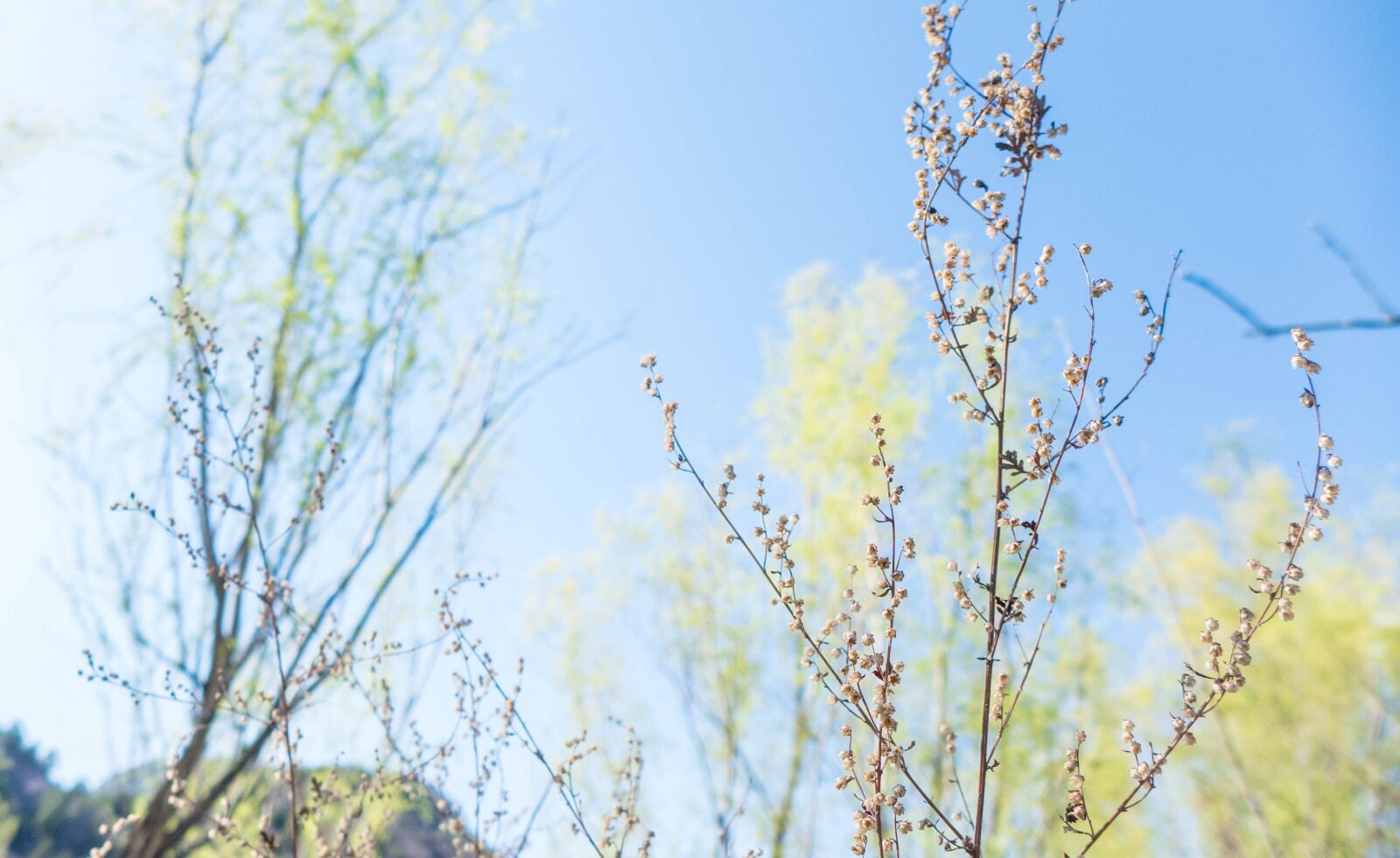 Leica D-Lux 6 sample photo. Small fresh, plant, sky photography