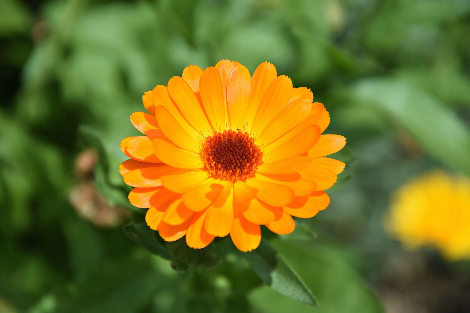 Nikon D3400 sample photo. Marigold, flower, garden photography